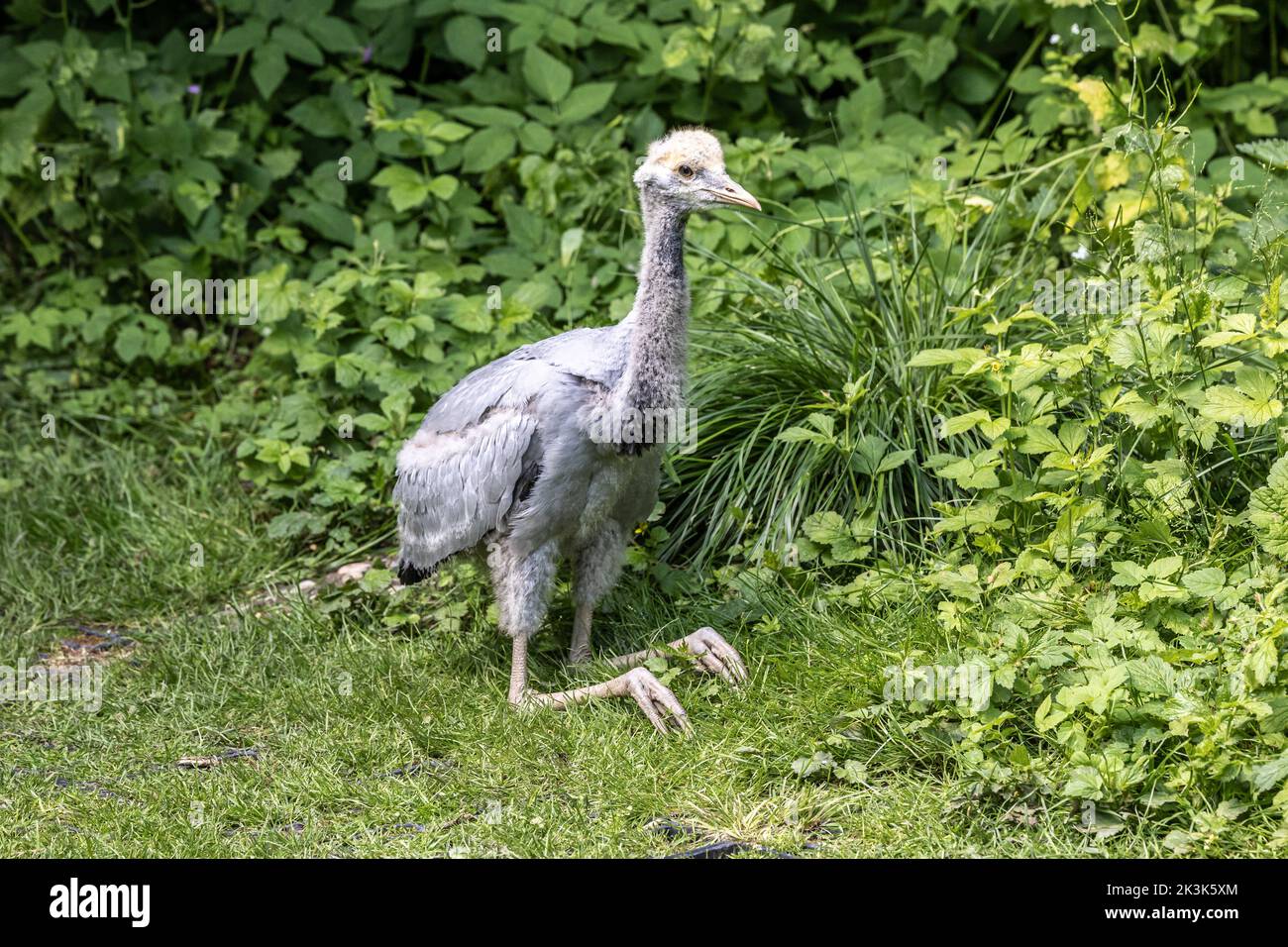 Beautiful yellow fluffy Demoiselle Crane baby gosling, Anthropoides virgo are living in the bright green meadow during the day time. It is a species o Stock Photo