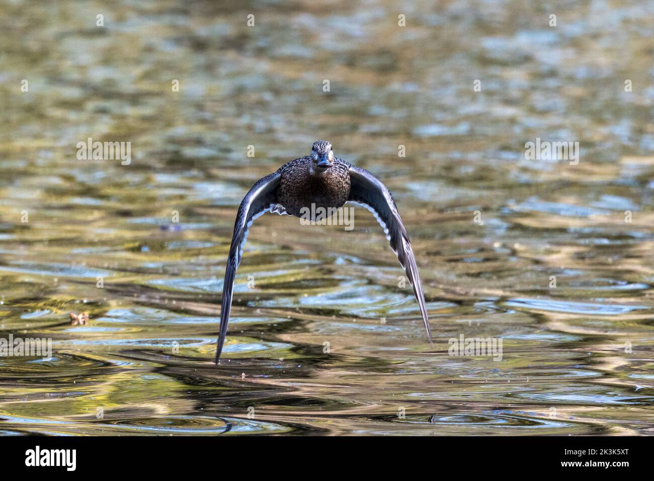 The mallard, Anas platyrhynchos is a dabbling duck. Here flying in the air over a lake in Munich, Germany. Stock Photo