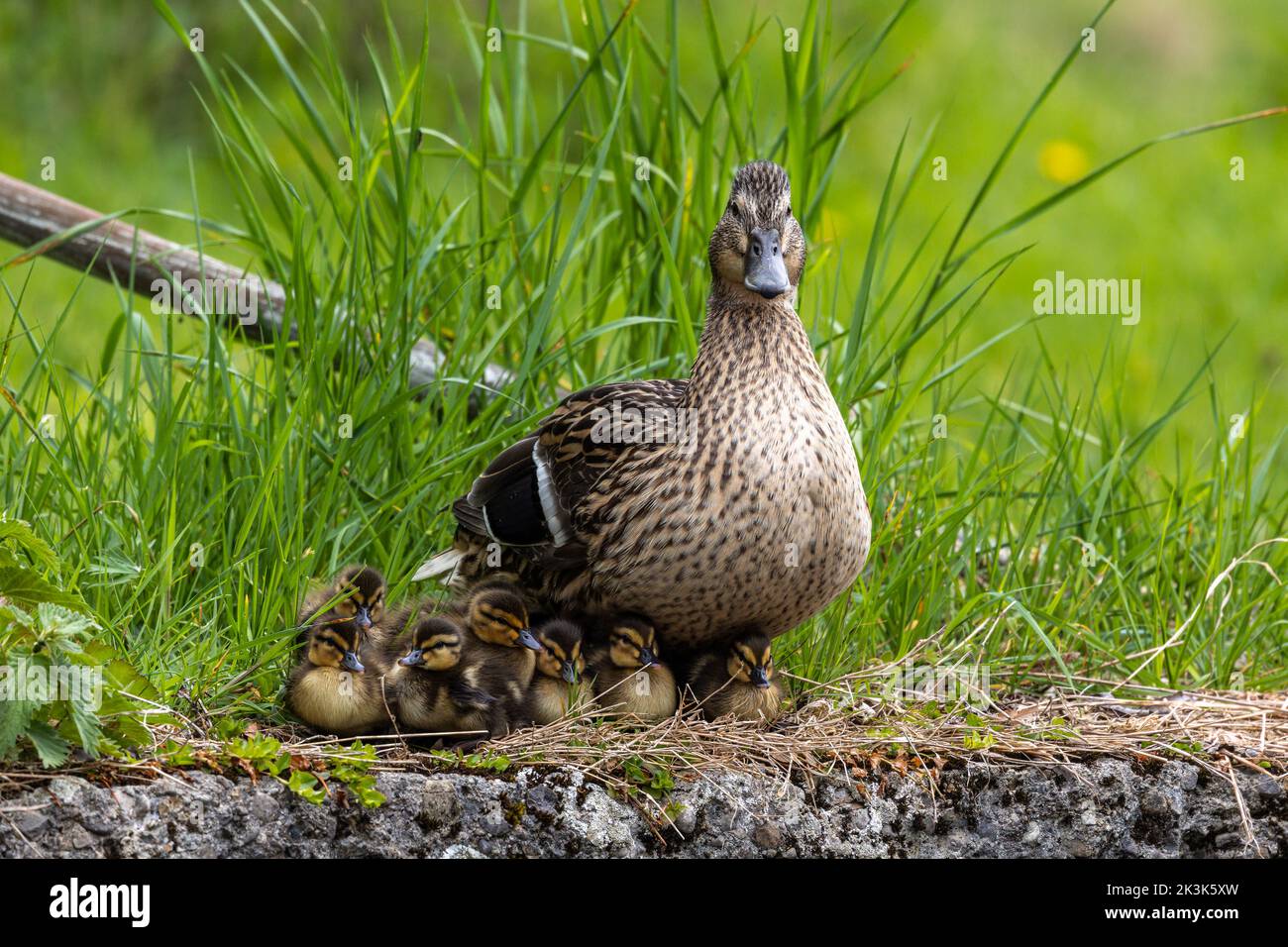 Wild duck or mallard, Anas platyrhynchos family with young goslings at a lake in Munich, Germany.The mallard is a dabbling duck. Stock Photo