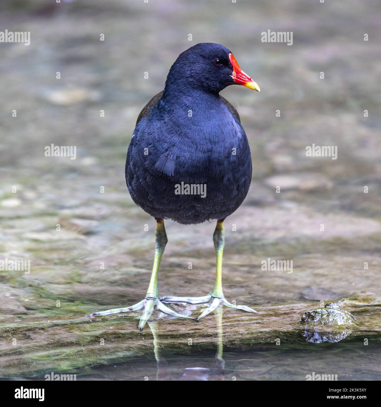 The common moorhen Gallinula chloropus also known as the waterhen, the swamp chicken, and as the common gallinule swimming at a blue lake water Stock Photo