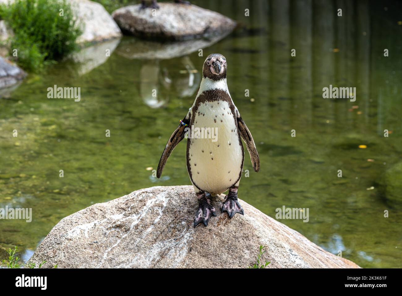 The Humboldt Penguin, Spheniscus humboldti also termed Peruvian penguin, or patranca is a South American penguin that breeds in coastal Chile and Peru Stock Photo