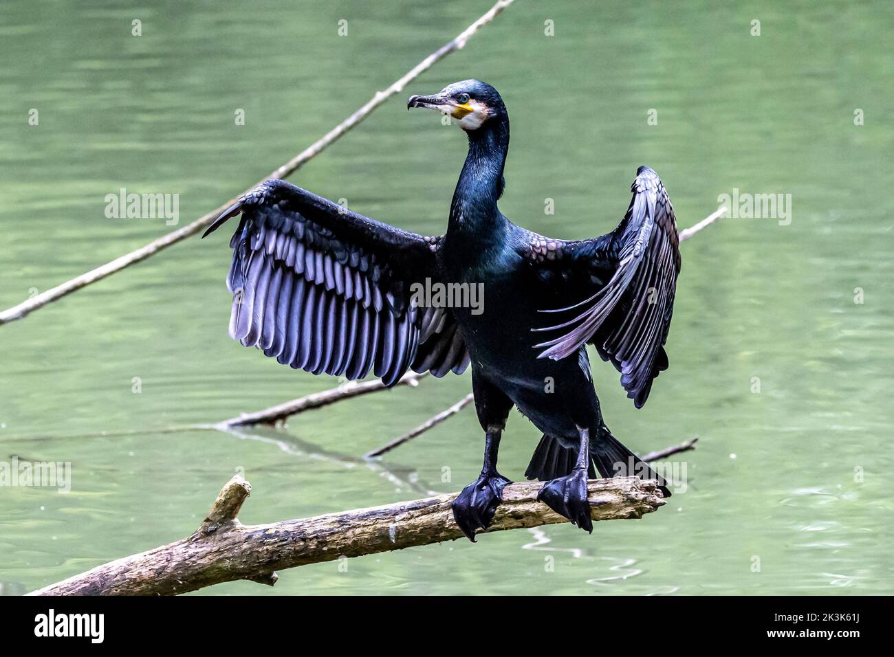 The great cormorant, Phalacrocorax carbo known as the great black cormorant across the Northern Hemisphere, the black cormorant in Australia and the b Stock Photo