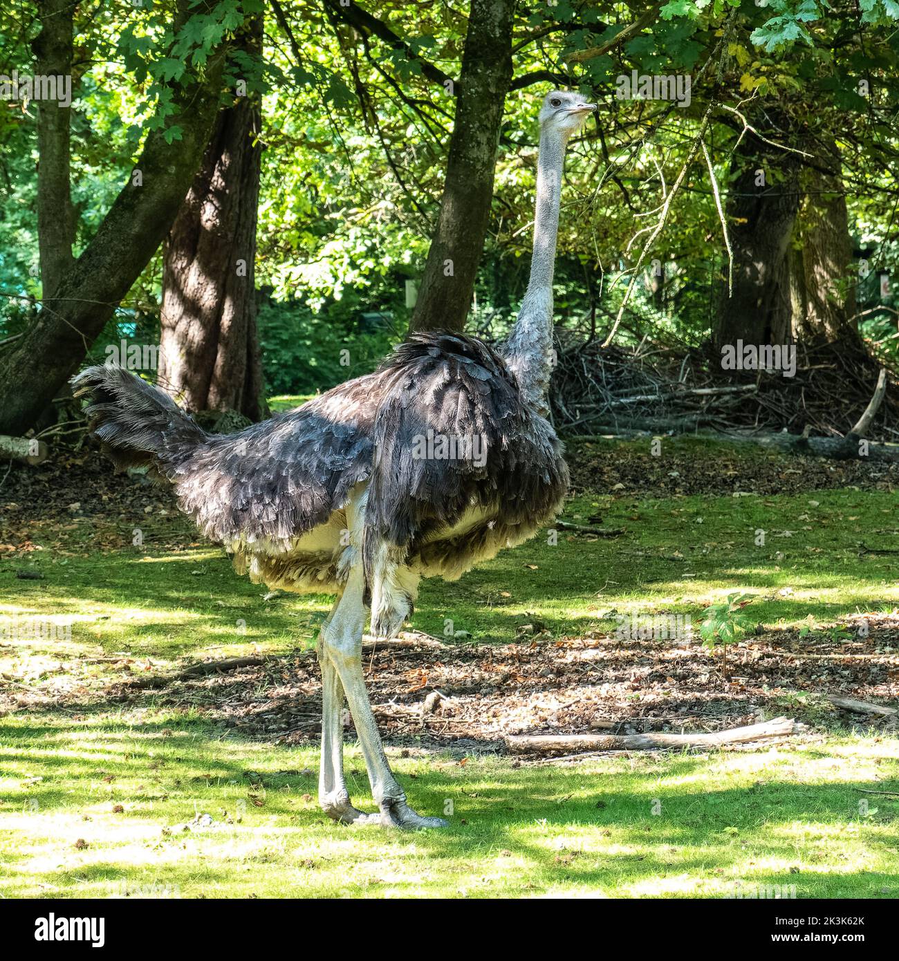 The common ostrich, Struthio camelus, or simply ostrich, is a species of large flightless bird native to Africa. It is one of two extant species of os Stock Photo