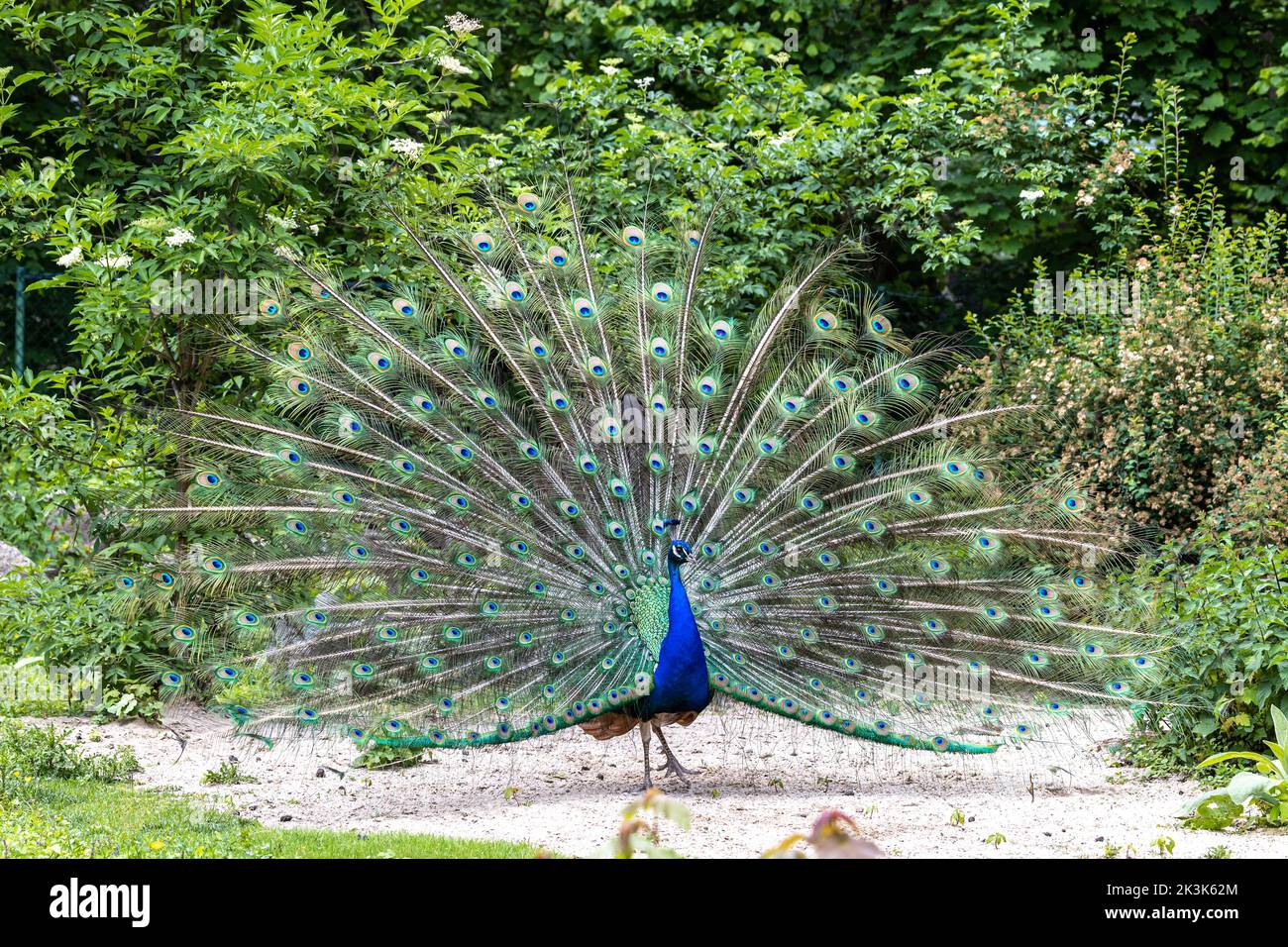 The Indian peafowl or blue peafowl, Pavo cristatus is a large and brightly coloured bird, is a species of peafowl native to South Asia, but introduced Stock Photo