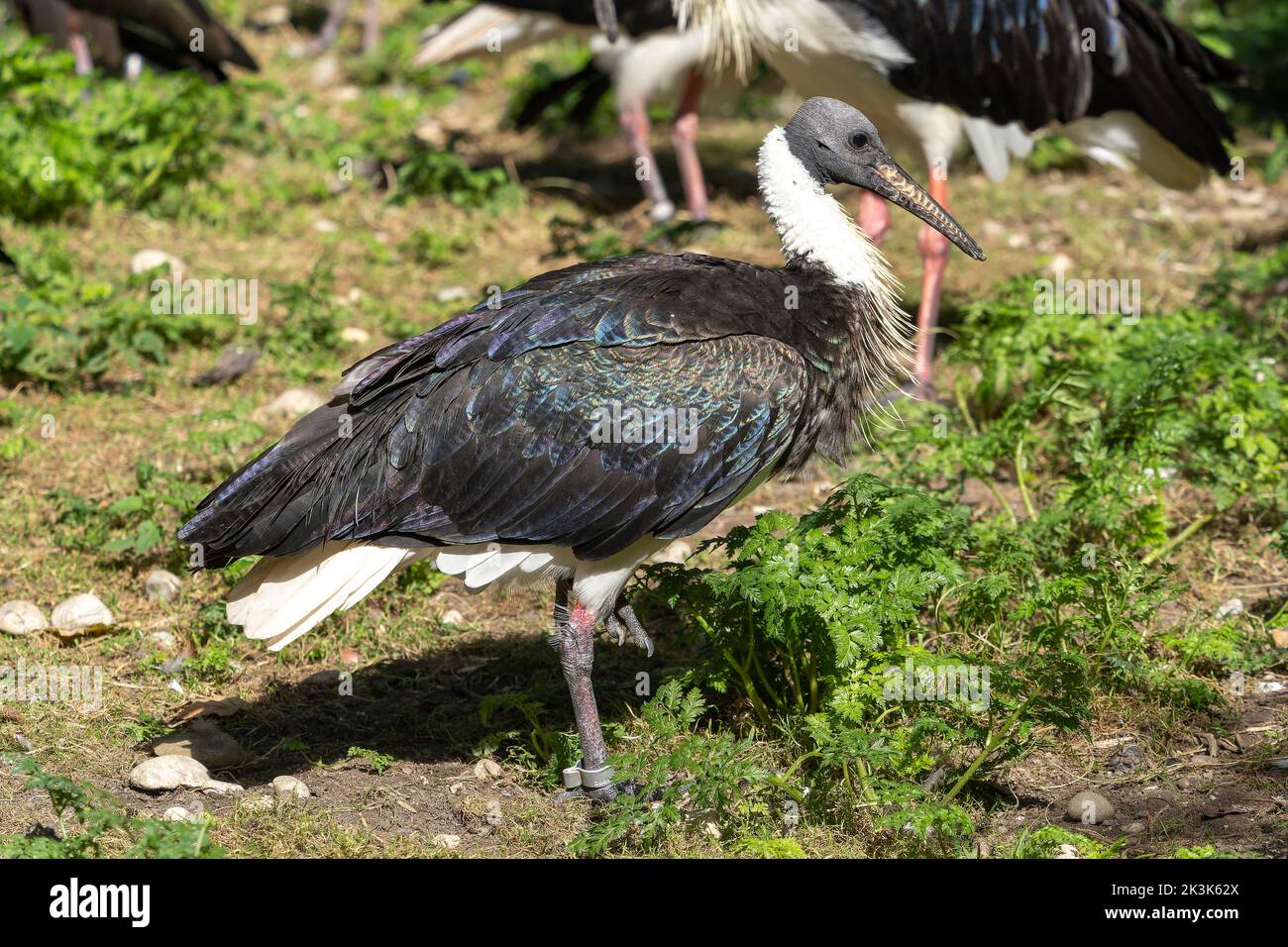 The Straw-necked Ibis, Threskiornis spinicollis is a bird of the ibis and spoonbill family Threskiornithidae. Stock Photo