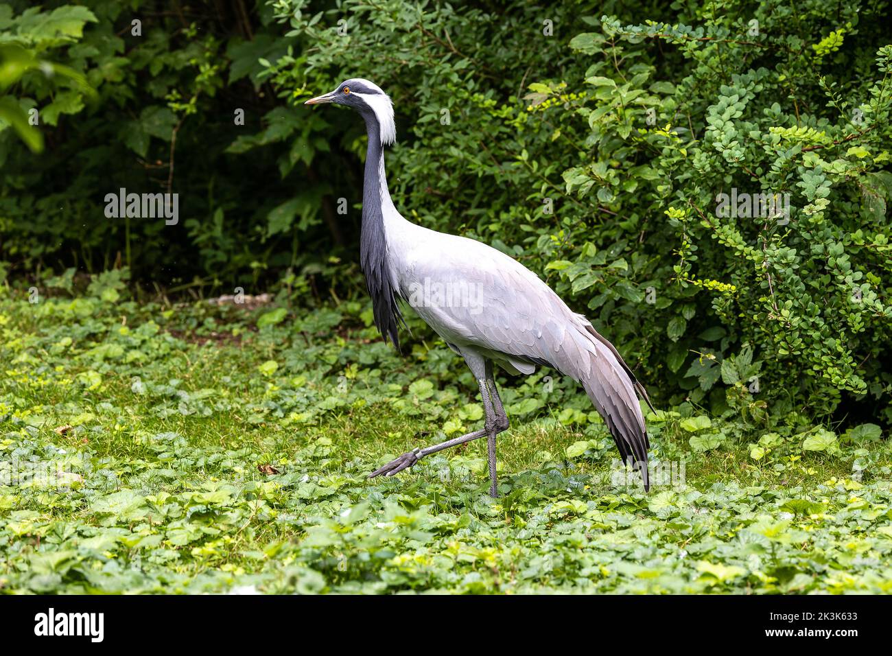 Demoiselle Crane, Anthropoides virgo are living in the bright green meadow during the day time. It is a species of crane found in central Eurosiberia Stock Photo