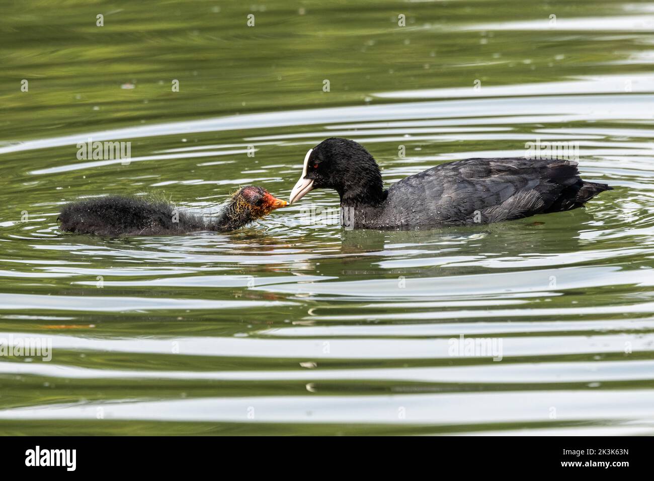 The Eurasian coot, Fulica atra, also known as the common coot, or Australian coot, is a member of the bird family, the Rallidae. It is found in Europe Stock Photo
