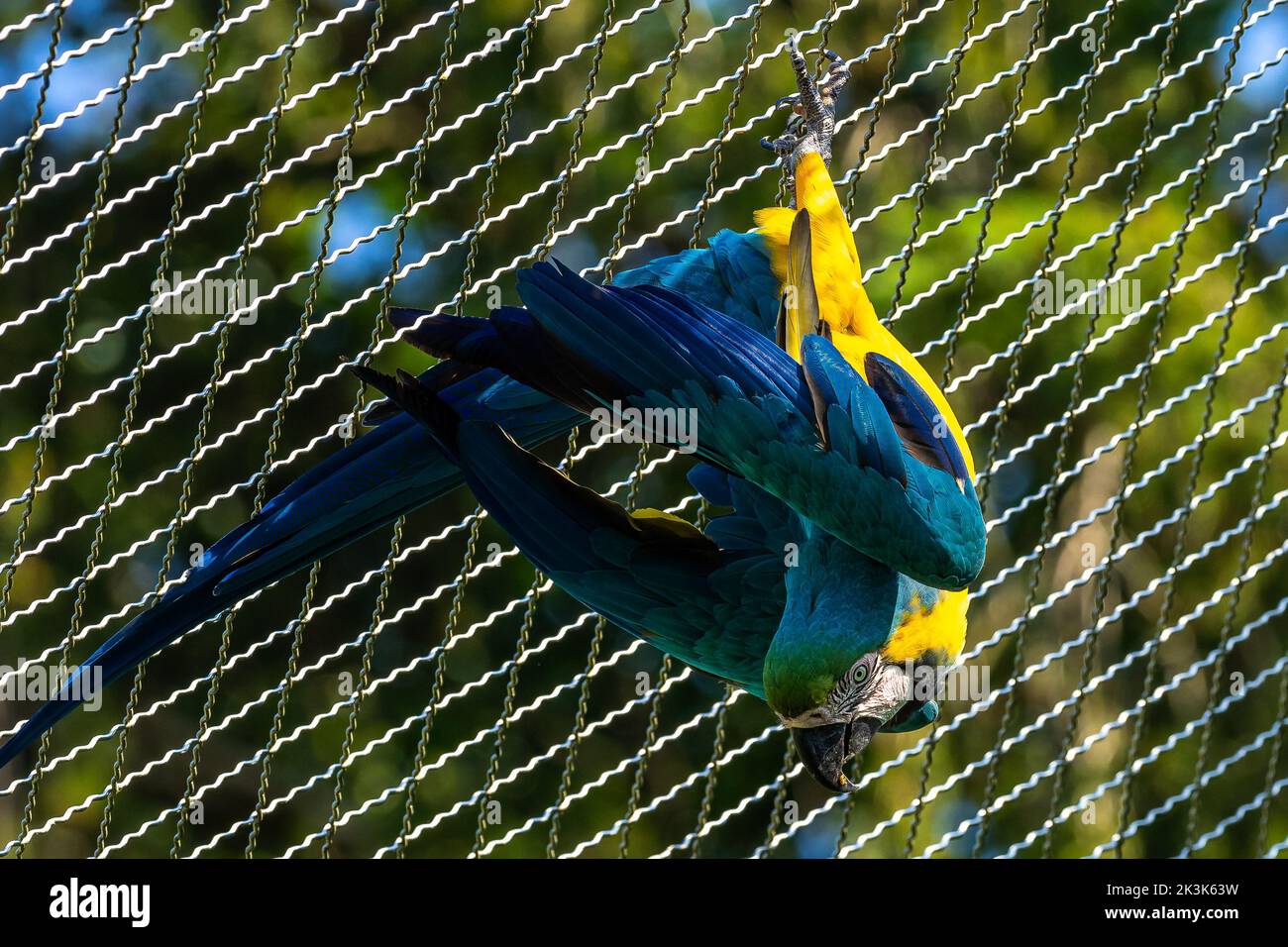 The Blue-and-yellow Macaw, Ara ararauna also known as the blue-and-gold macaw, is a large South American parrot with mostly blue top parts and light o Stock Photo