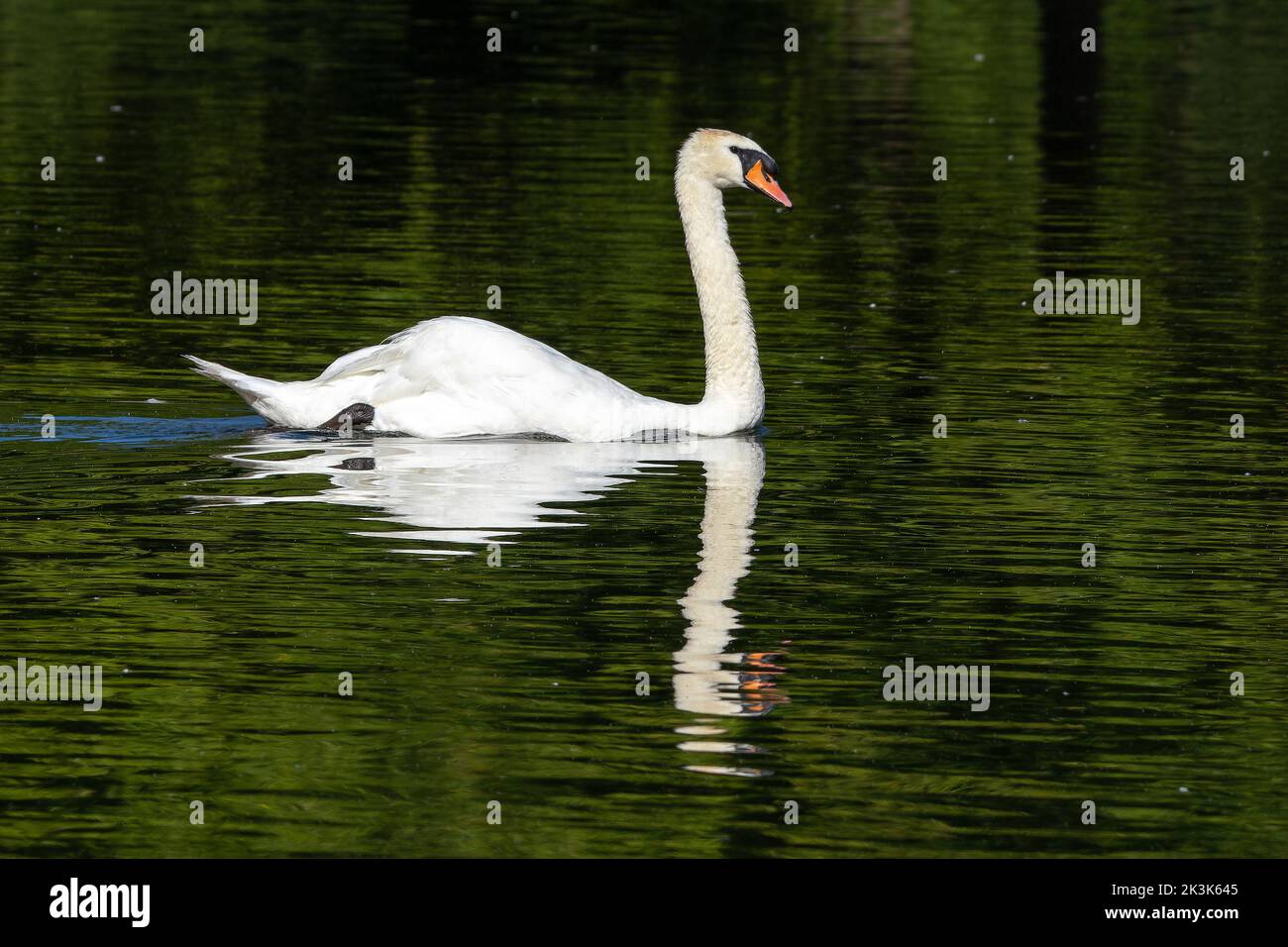 The Mute swan, Cygnus olor is a species of swan and a member of the waterfowl family Anatidae. Here swimming on a lake in Munich, Germany Stock Photo