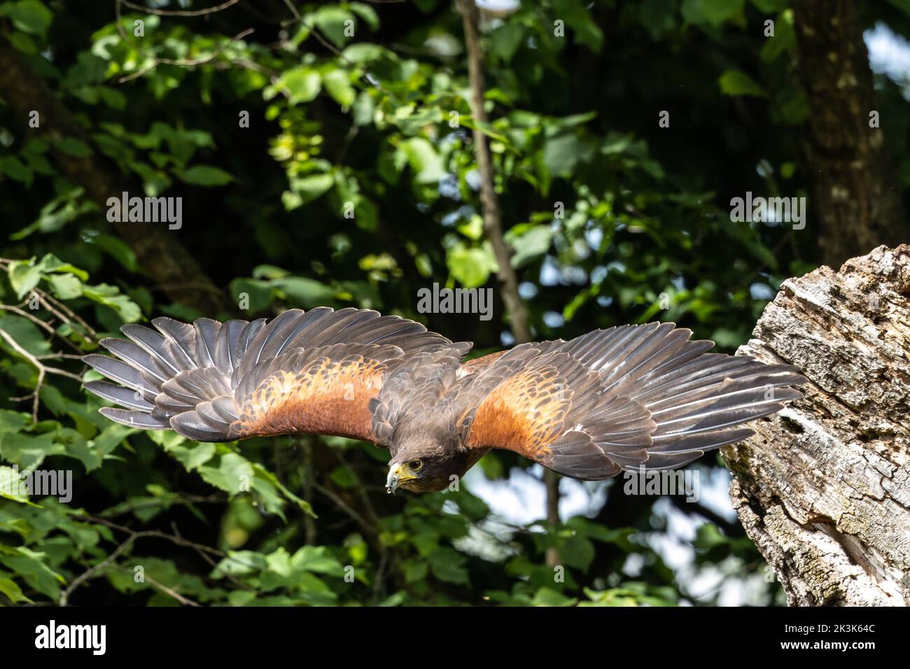 The Harris's hawk, Parabuteo unicinctus formerly known as the bay-winged hawk or dusky hawk, is a medium-large bird of prey Stock Photo