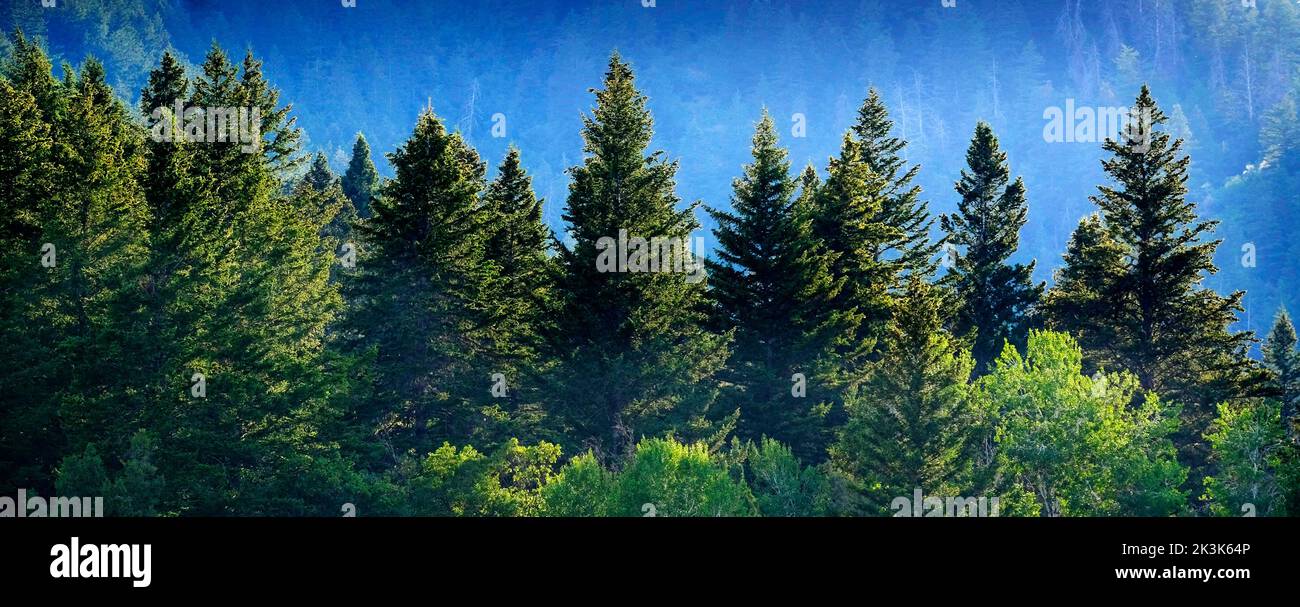 Pine forest in wilderness mountains pine trees new growth green greenery grain field farming Stock Photo