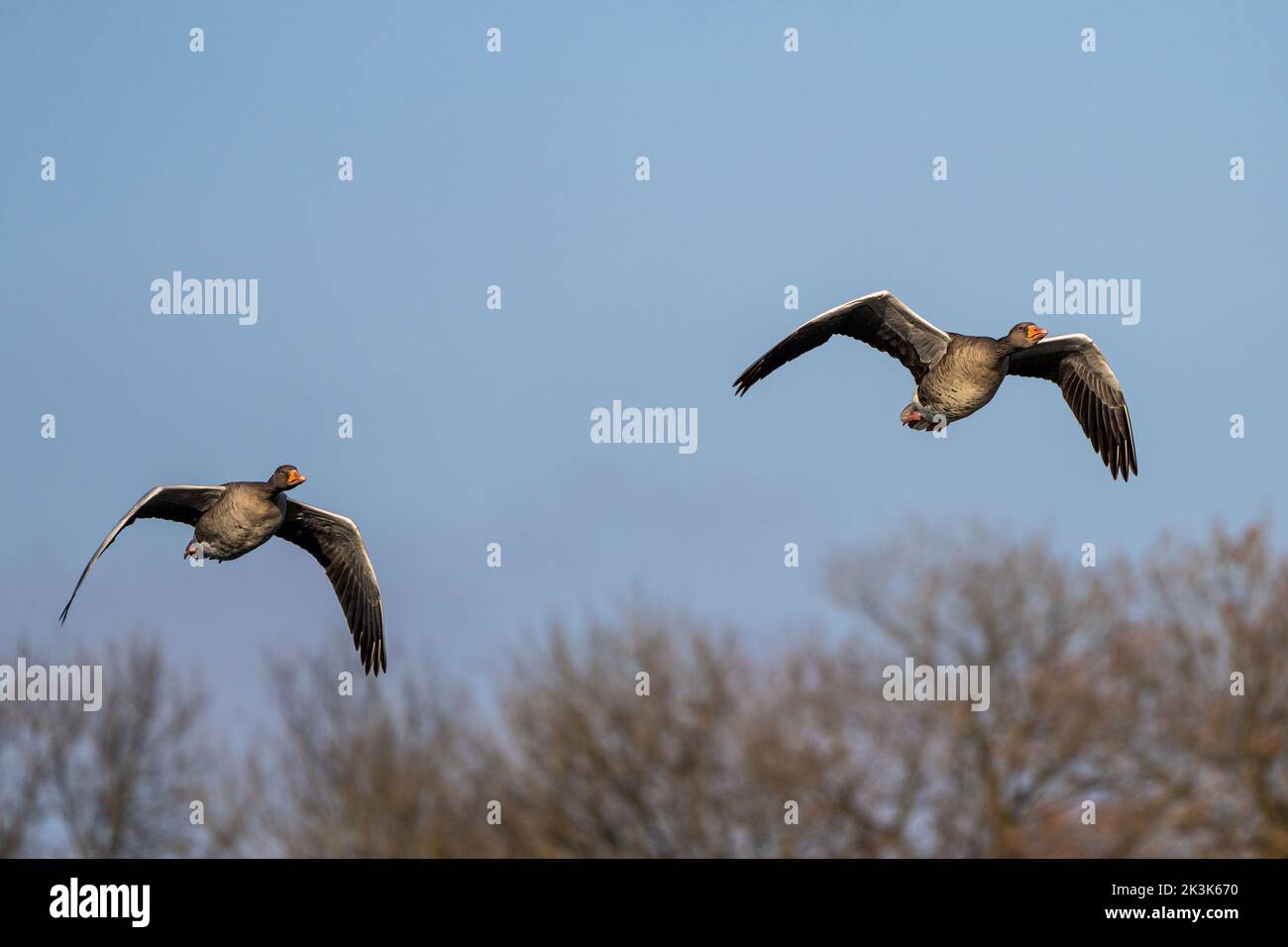The greylag goose, Anser anser is a species of large goose in the waterfowl family Anatidae and the type species of the genus Anser. Here flying in th Stock Photo