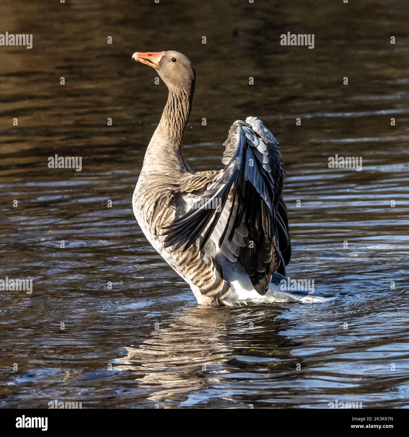 The greylag goose, Anser anser is a species of large goose in the waterfowl family Anatidae and the type species of the genus Anser. Stock Photo