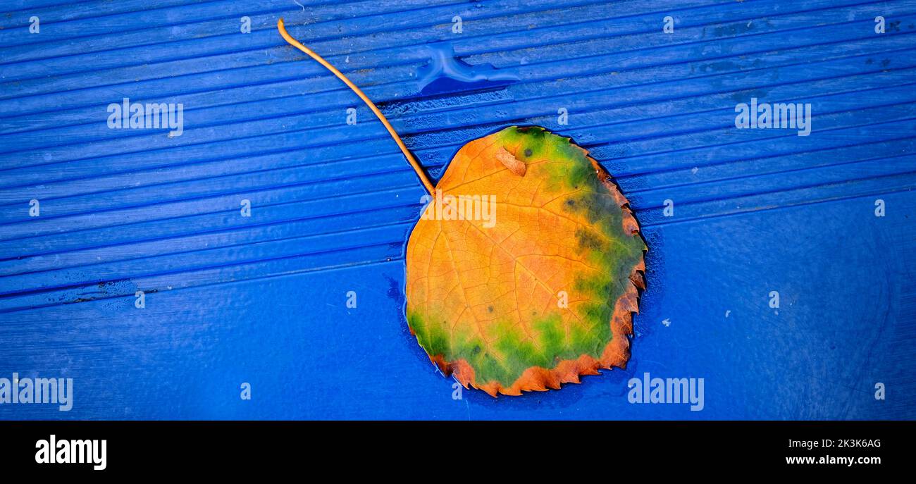 Colorful fall autumn leaf on blue metal surface textured Stock Photo