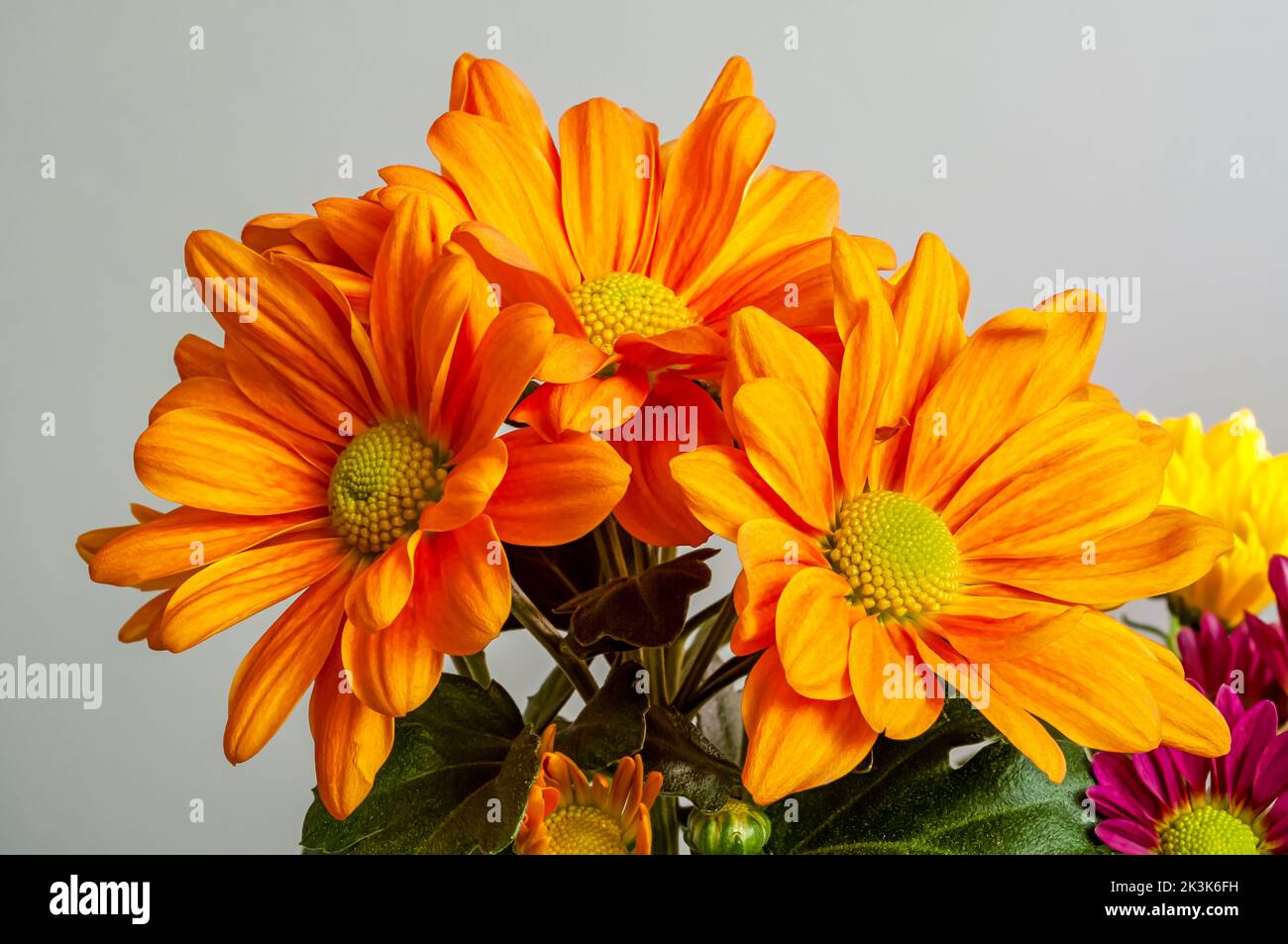 chrysanthemum, a bouquet of blooming flowers from close range, an inflorescence in orange on a gray background and flowers in a different color Stock Photo