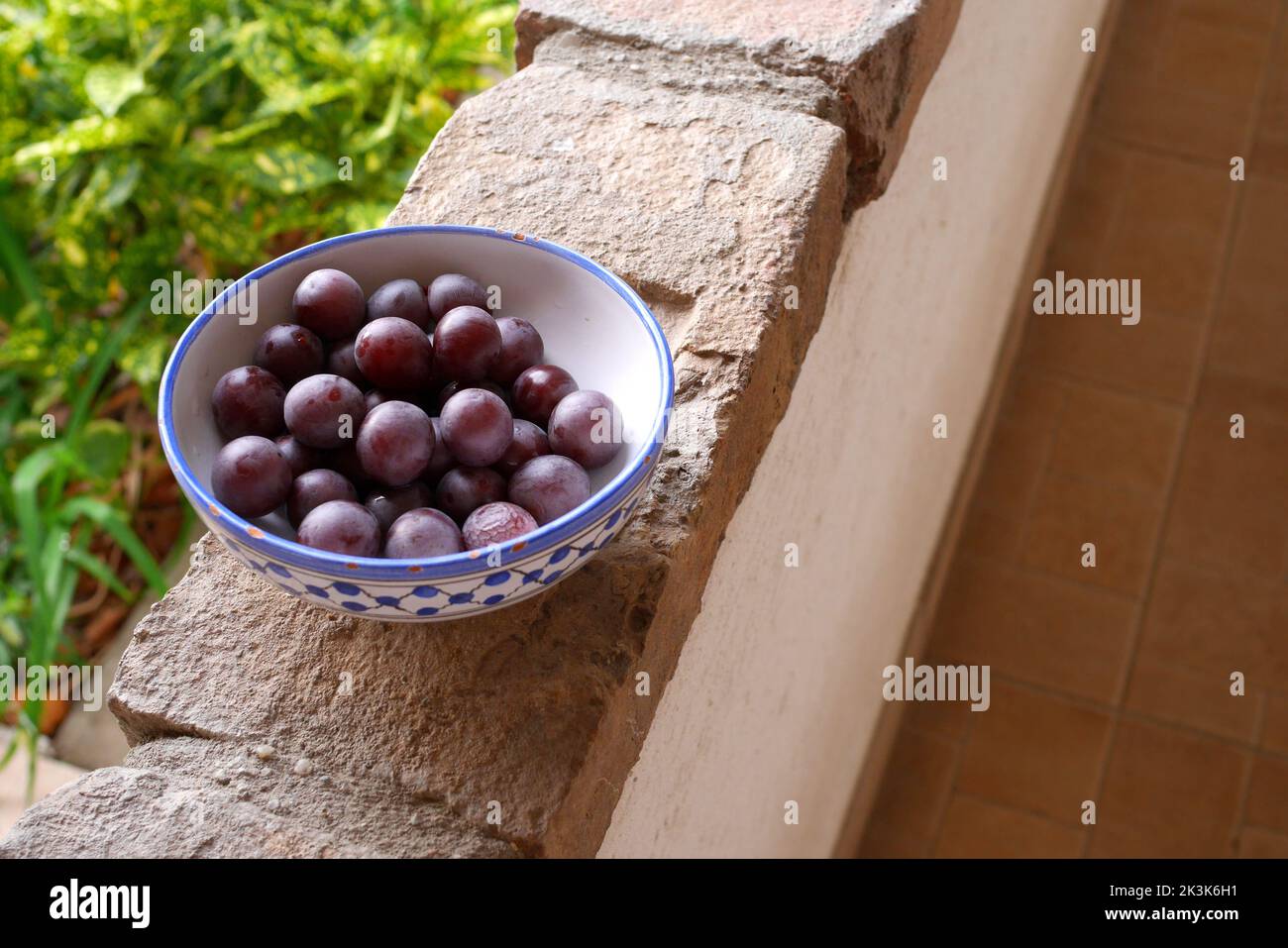 Cherry plum, prunus cerasifera, in a bowl, on a wall, Hungary Stock Photo