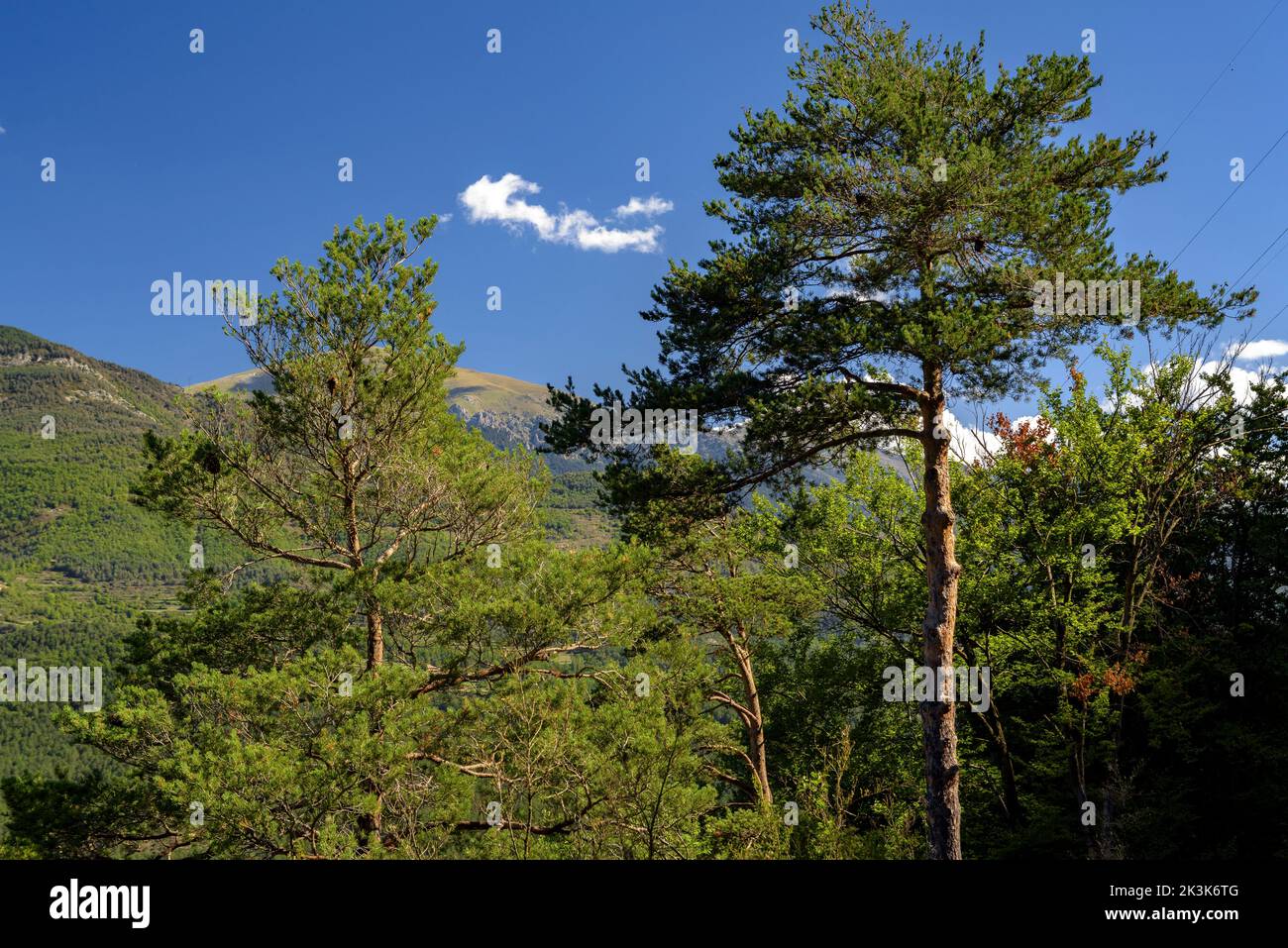 Bosque de pino pinus sylvestris hi-res stock photography and images - Alamy