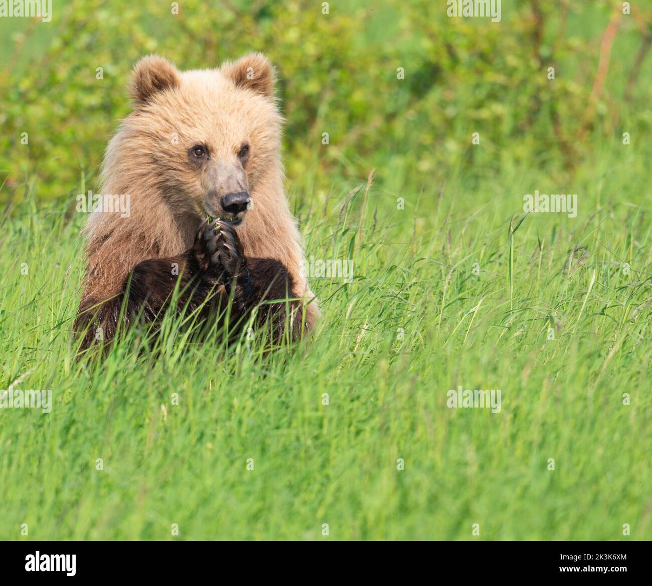 Cute Alaskan brown bear cub standing on its hind legs for a better view