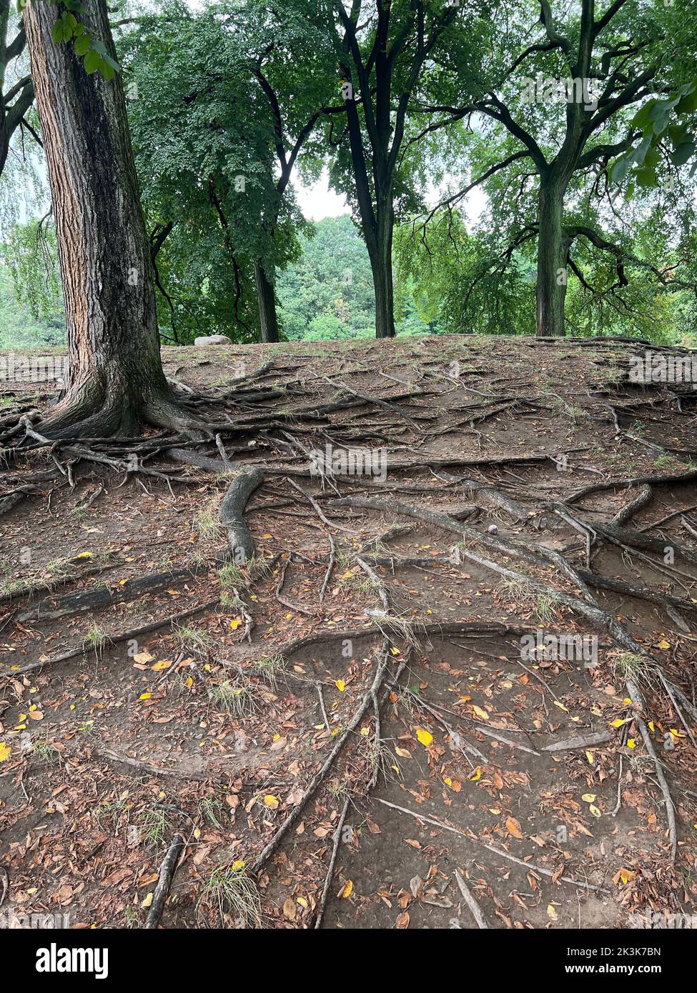 Exposed tree roots due to erosion in Prospect Park, Brooklyn, New York