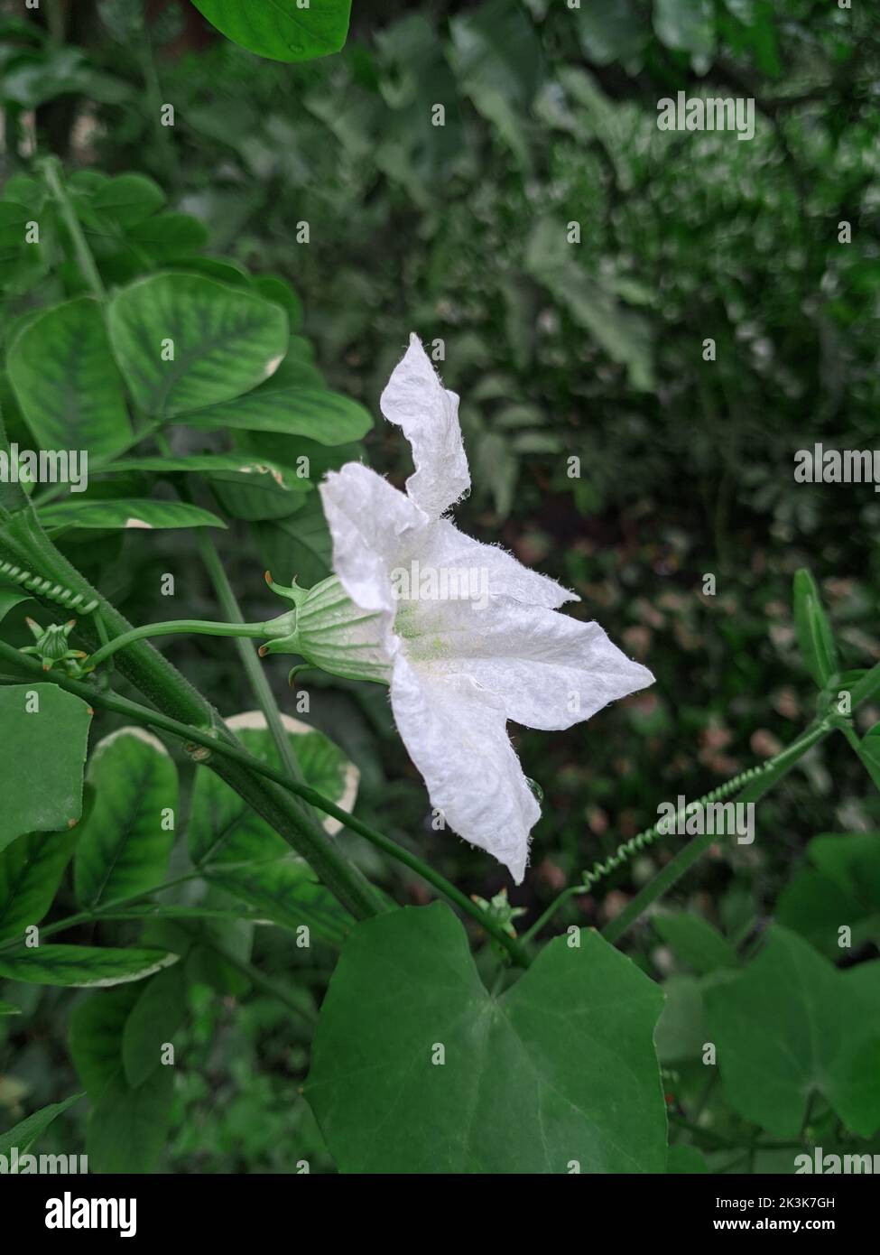 A vertical shot of a white Ivy Gourd flower in a garden Stock Photo
