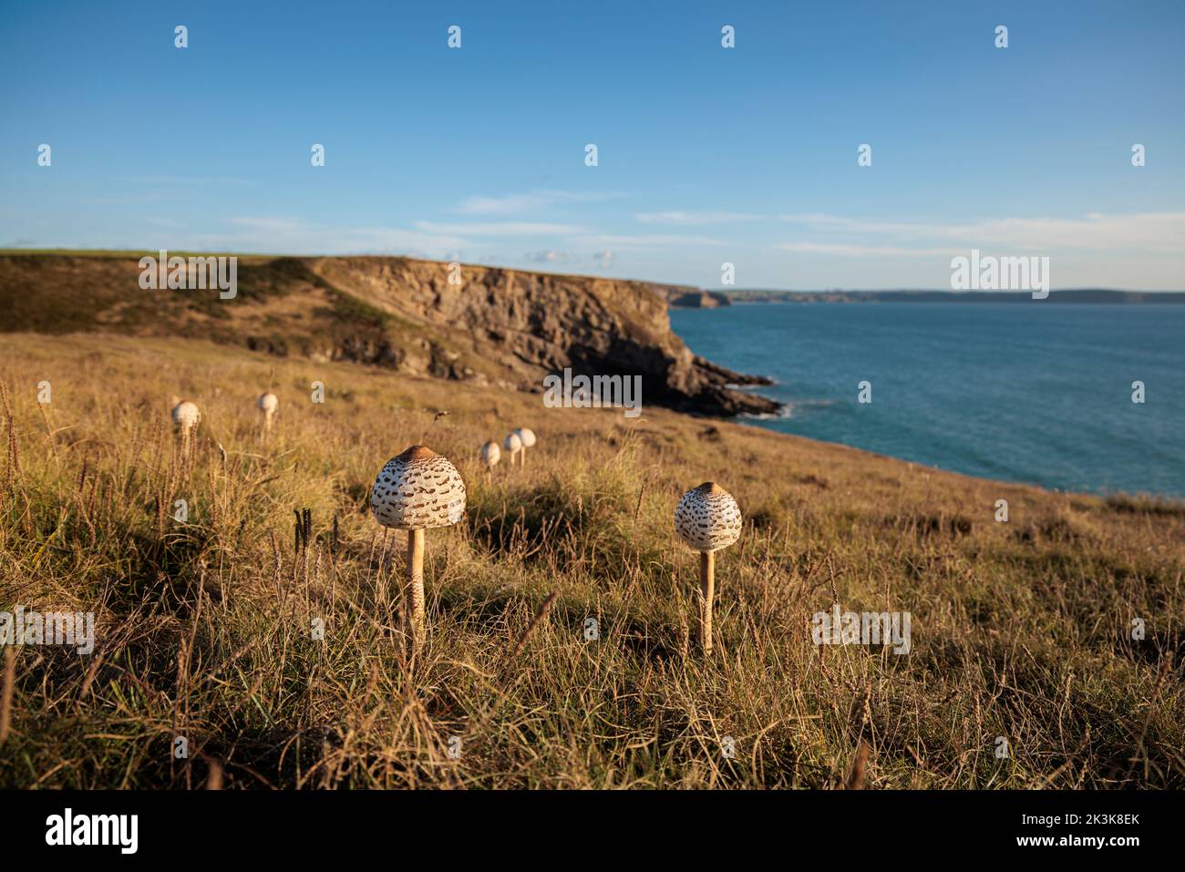 Wild Parasol mushroom growing near the sea in St Bride's Bay. Stock Photo