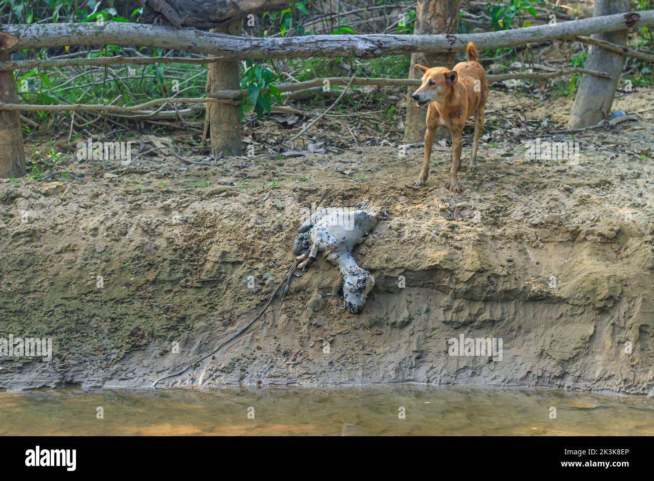 A dog is eating a rotten goat on the bank of the river. Outdoor landscape photo of the street wild dog eating a dead body of a goat. Stock Photo