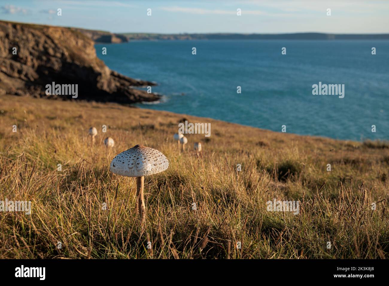 Wild Parasol mushroom growing near the sea in St Bride's Bay. Stock Photo