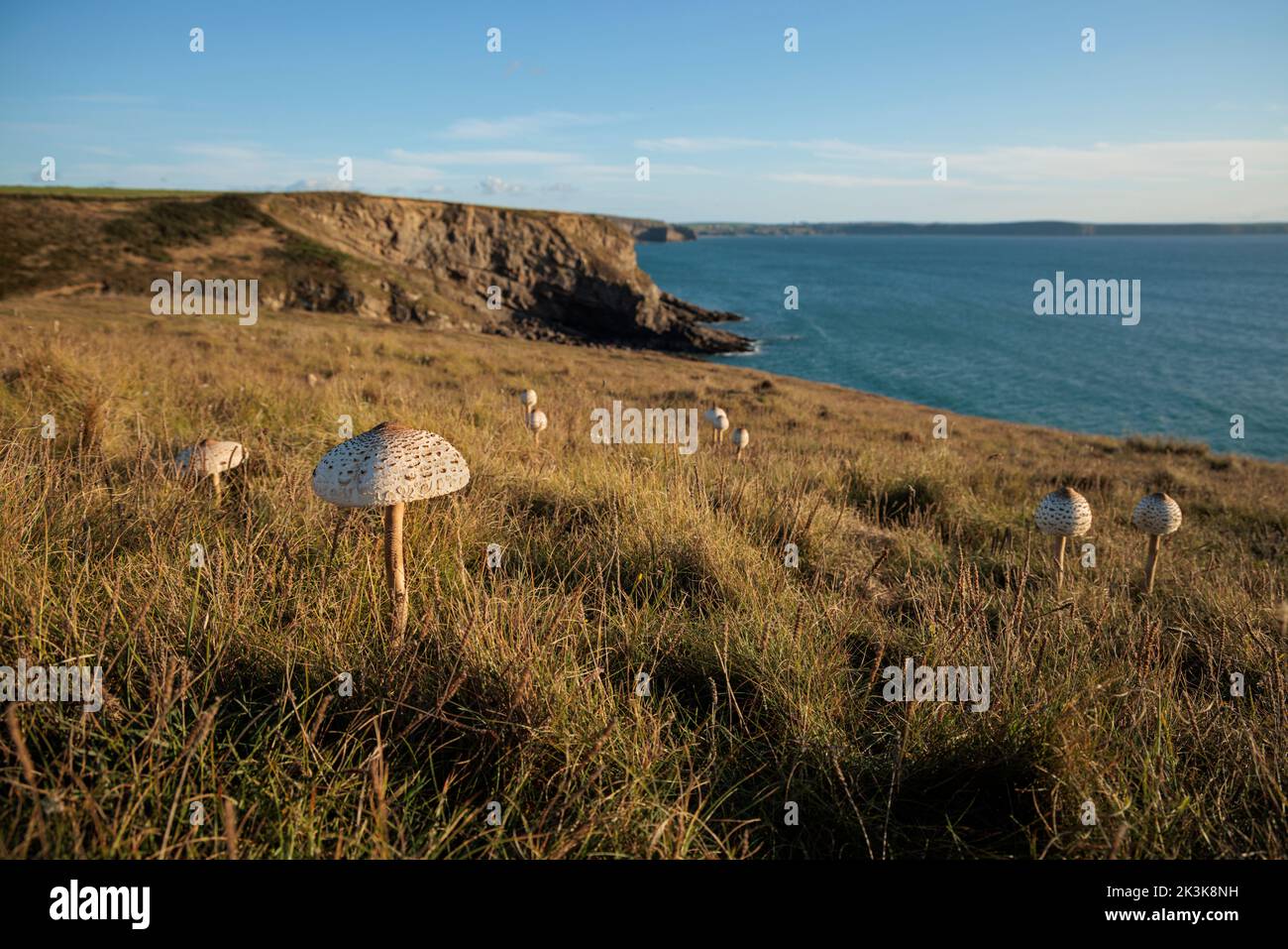Wild Parasol mushroom growing near the sea in St Bride's Bay. Stock Photo