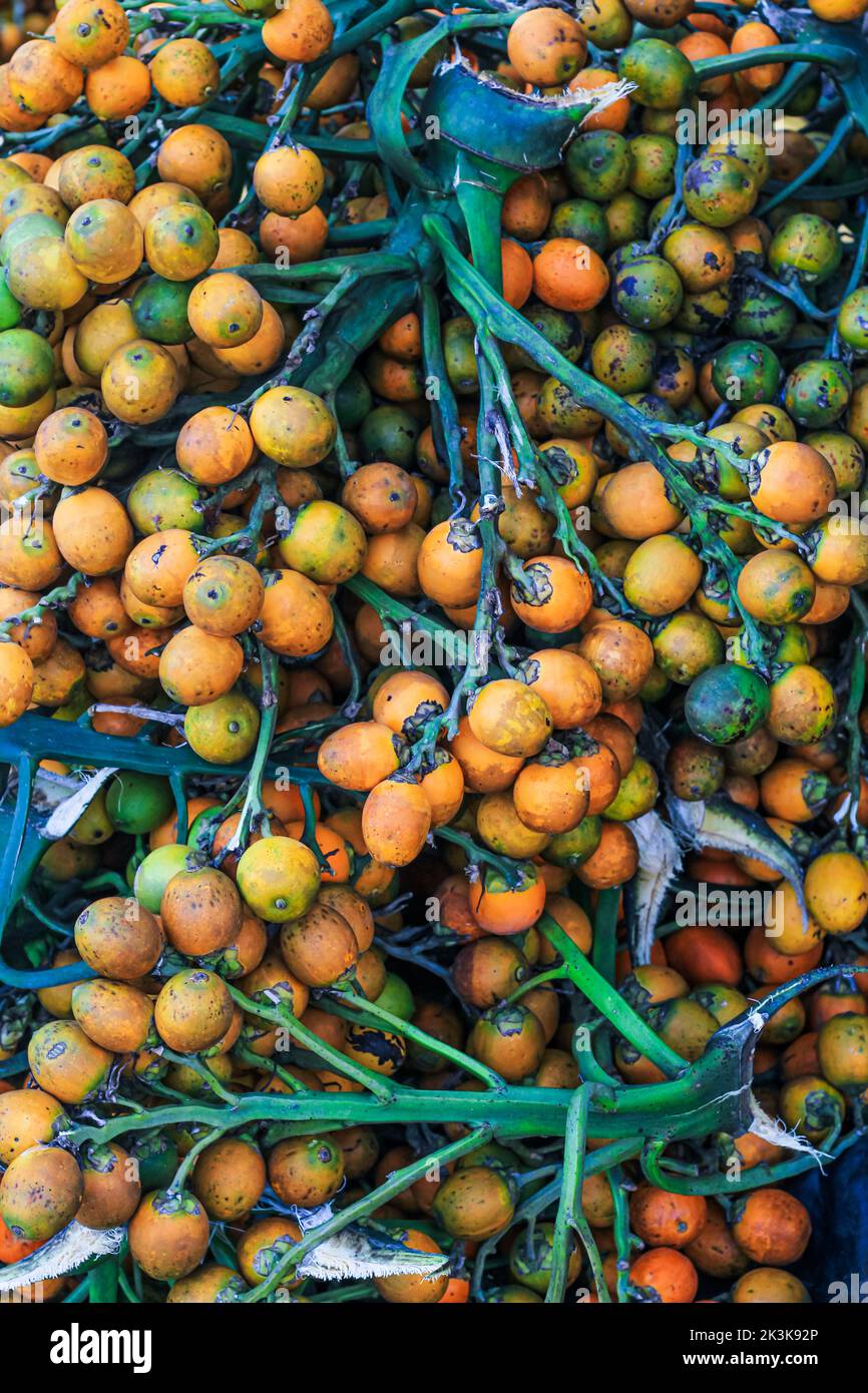 Orange betel nuts or Areca catechu nut fruit bunches in its palm tree