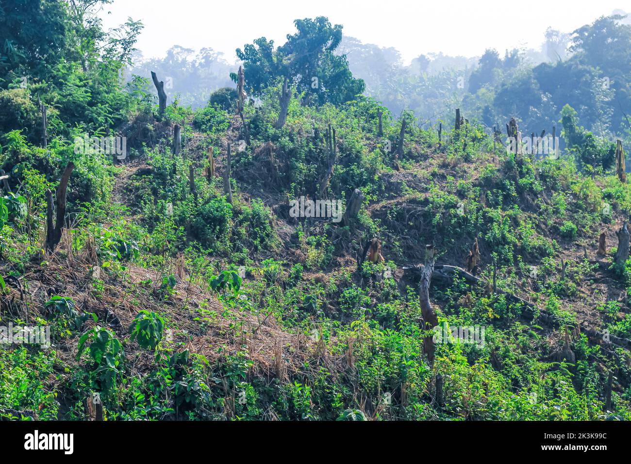 Deforestation environmental problem, rain forests are destroyed for oil palm plantations. Mountains glade trees cut down a forest. Stock Photo