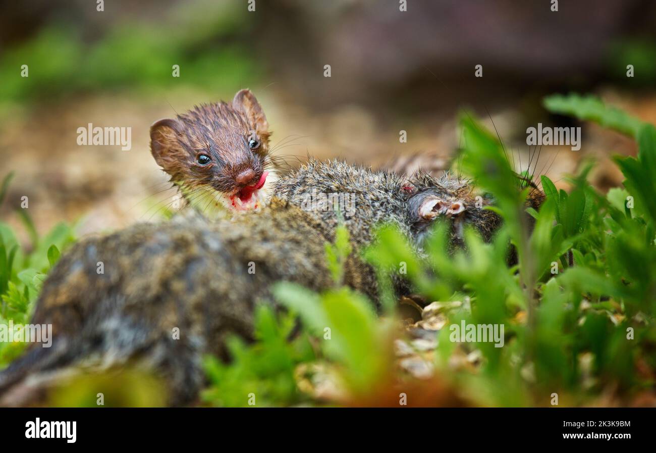 A Stoat with blood around its mouth as it eats its prey Stock Photo