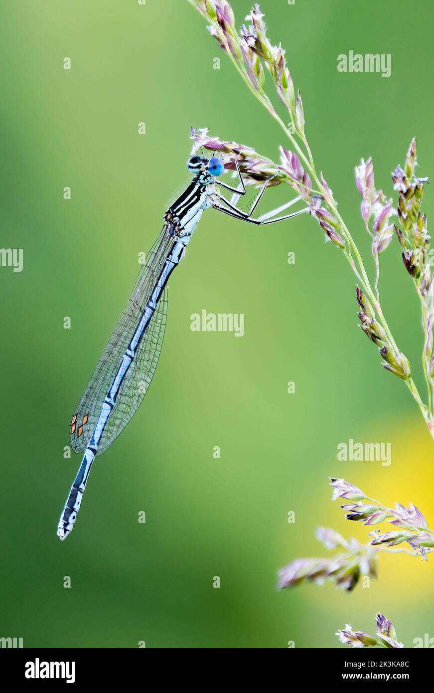 White damselfly hi-res stock photography and images - Alamy