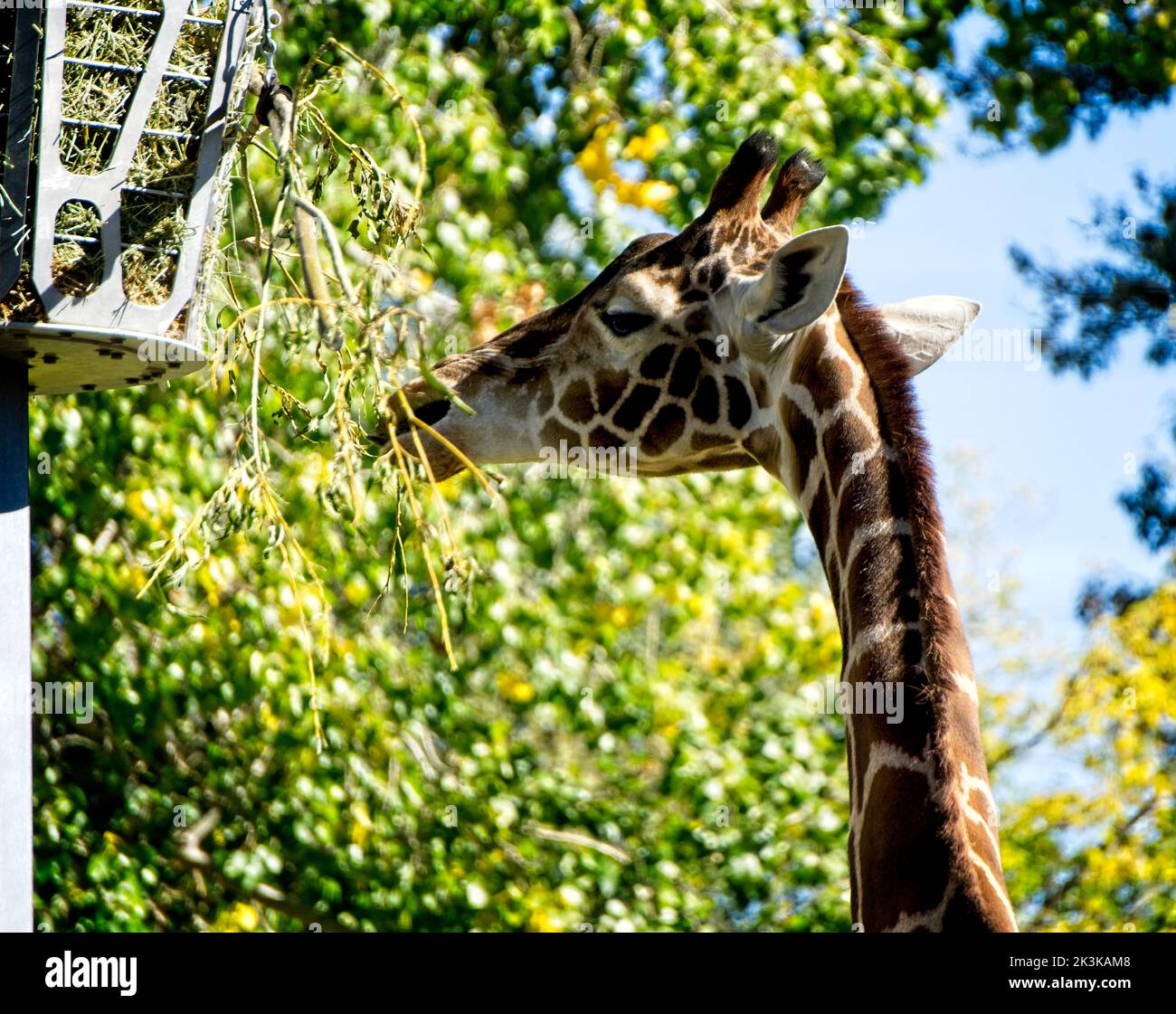 Giraffes Calgary Zoo Alberta Stock Photo
