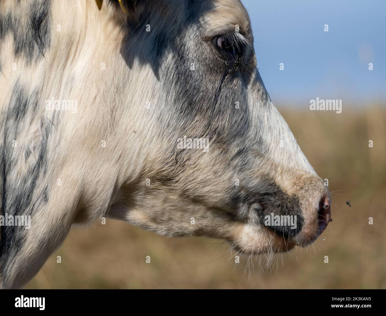 close up of a fly on a milking cows nose Stock Photo