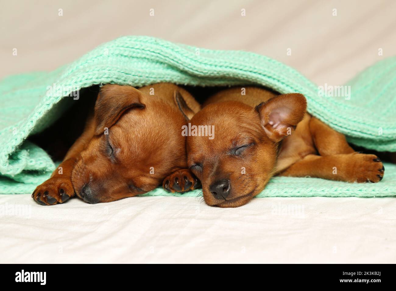 Newborn puppies are fast asleep covered with a light green scarf on a