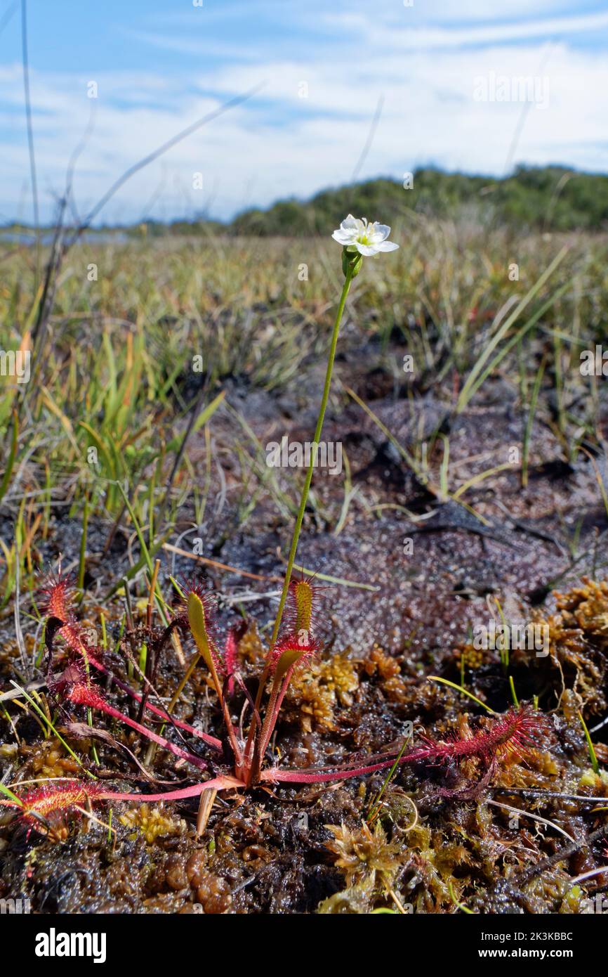 Great sundew (Drosera anglica) flowering in a bog, Studland Heath, Dorset, UK, August. Stock Photo