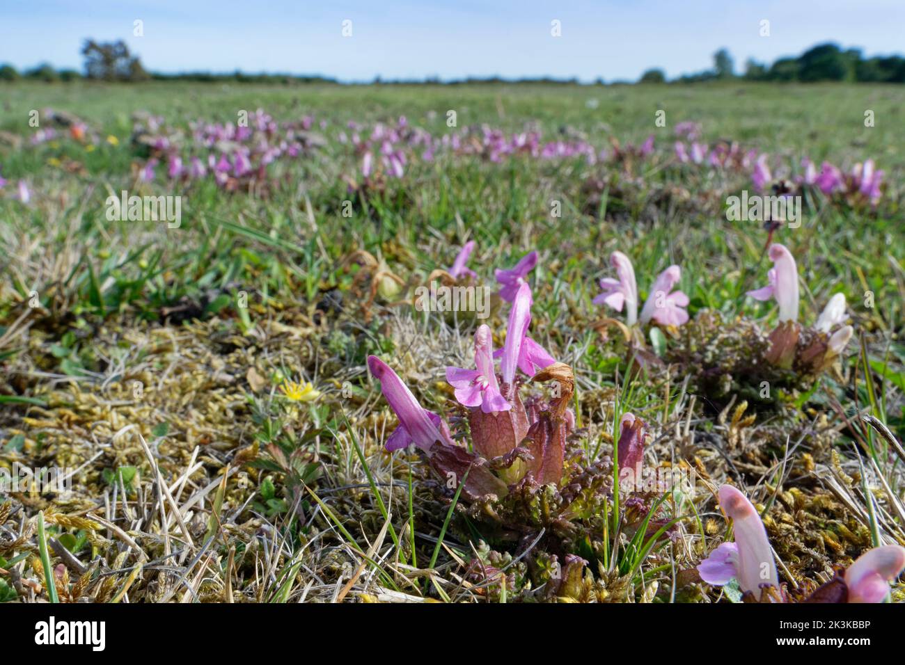 Lousewort (Pedicularis sylvatica) flowering in profusion on boggy heathland, near Fritham, New Forest, Hampshire, UK, May. Stock Photo