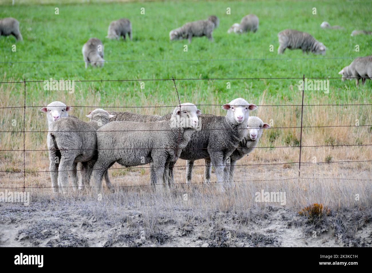 A Flock Of Merino Sheep Grazing In Mackenzie Country In The South A Flock Of Merino Sheep Grazing In Mackenzie Country In The South
