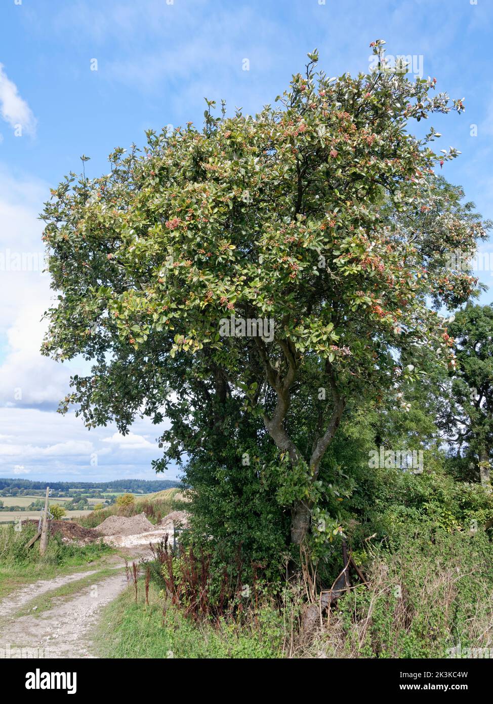 Common Whitebeam (Sorbus aria) tree with red berries ripening beside a farm track, Wiltshire Downs, UK, September. Stock Photo
