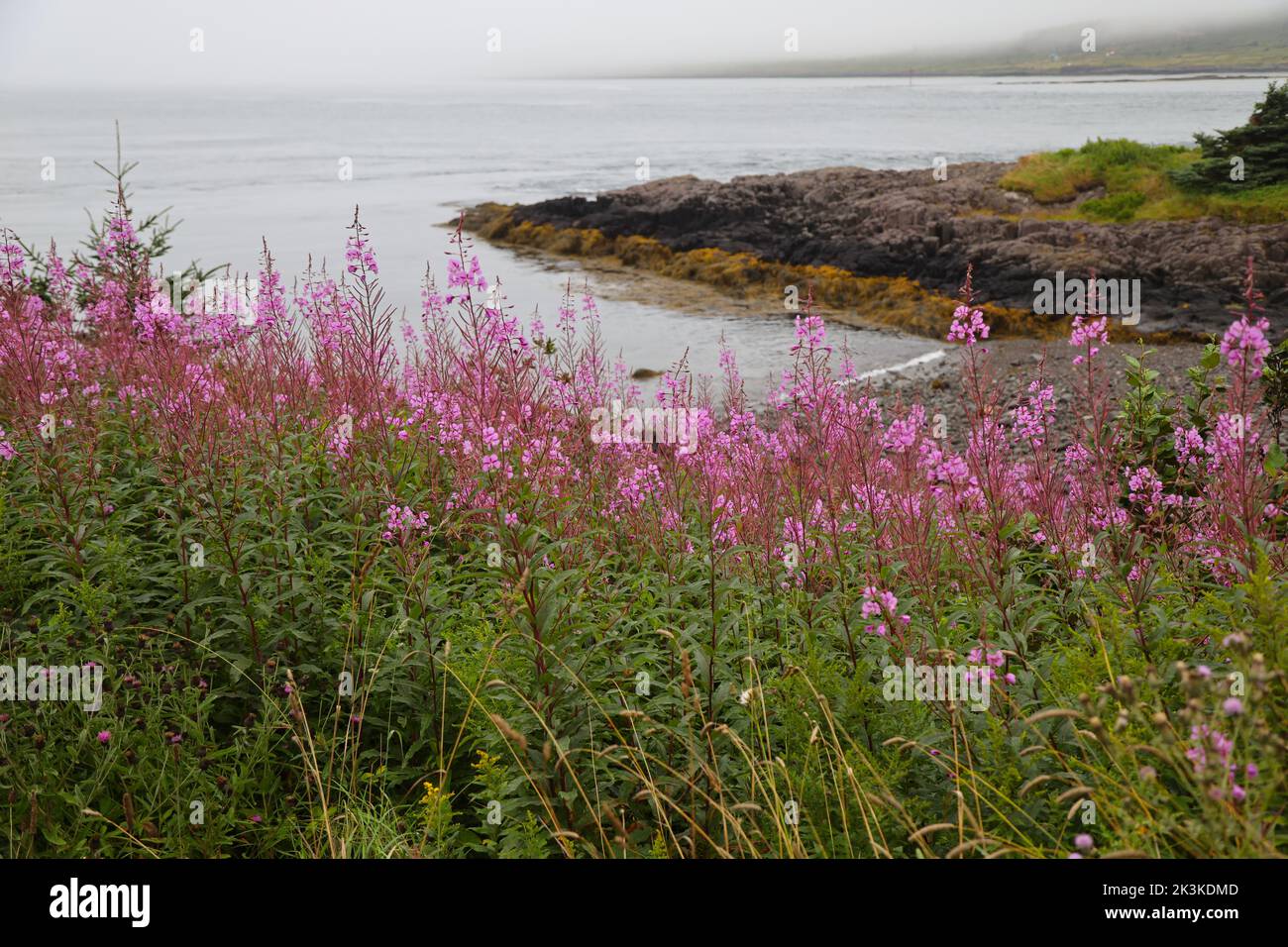 Typical summer flowers in the Canadian countryside Stock Photo Alamy