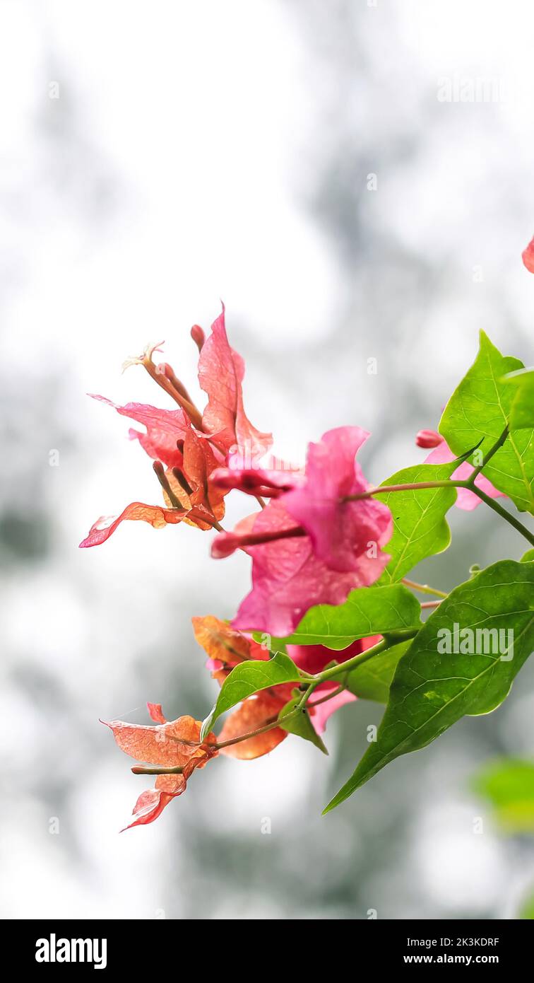 Bougainvillea glabra or paper flower is the most common species of bougainvillea used for bonsai. Blooming pink Bougainvillea flowers close up. Stock Photo