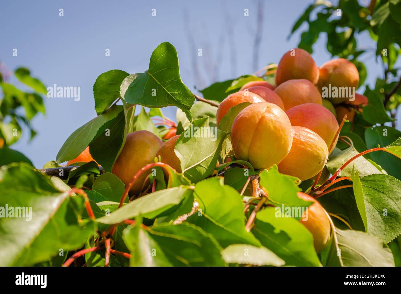Aprocot Ripe Ripe apricot fruits illuminated by the morning sun during harvest in a ...