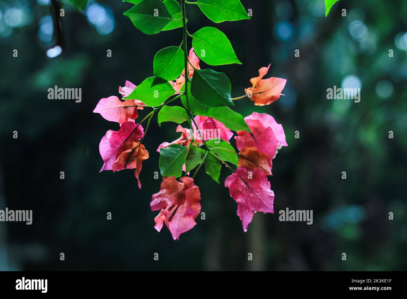 Bougainvillea glabra or paper flower is the most common species of bougainvillea used for bonsai. Blooming pink Bougainvillea flowers close up. Stock Photo