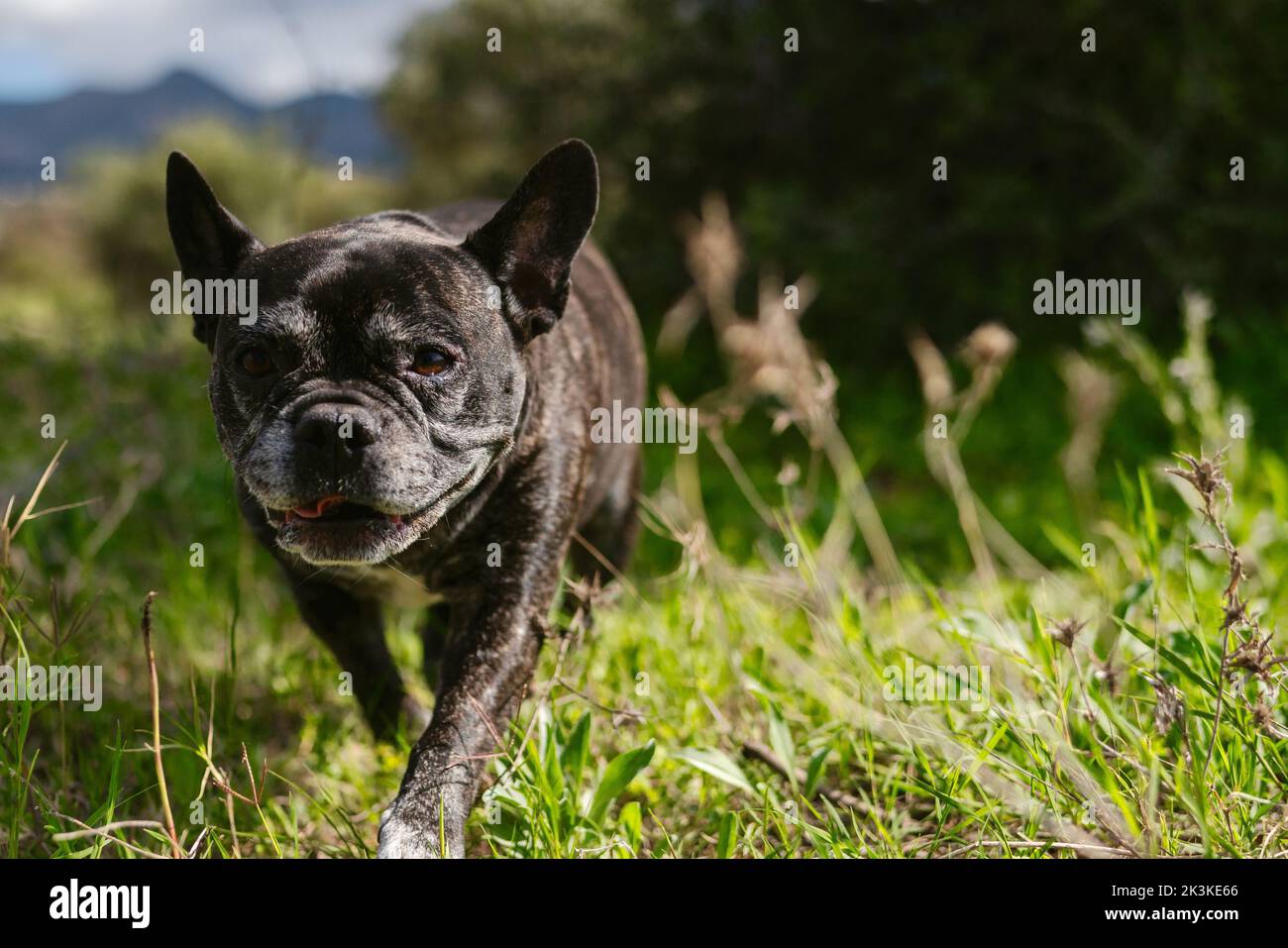 A French Bulldog walking on grassland Stock Photo