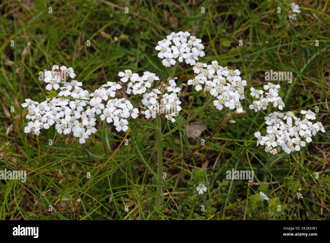 Yarrow (Achillea millefolium) Norfolk GB July 2022 Stock Photo Alamy