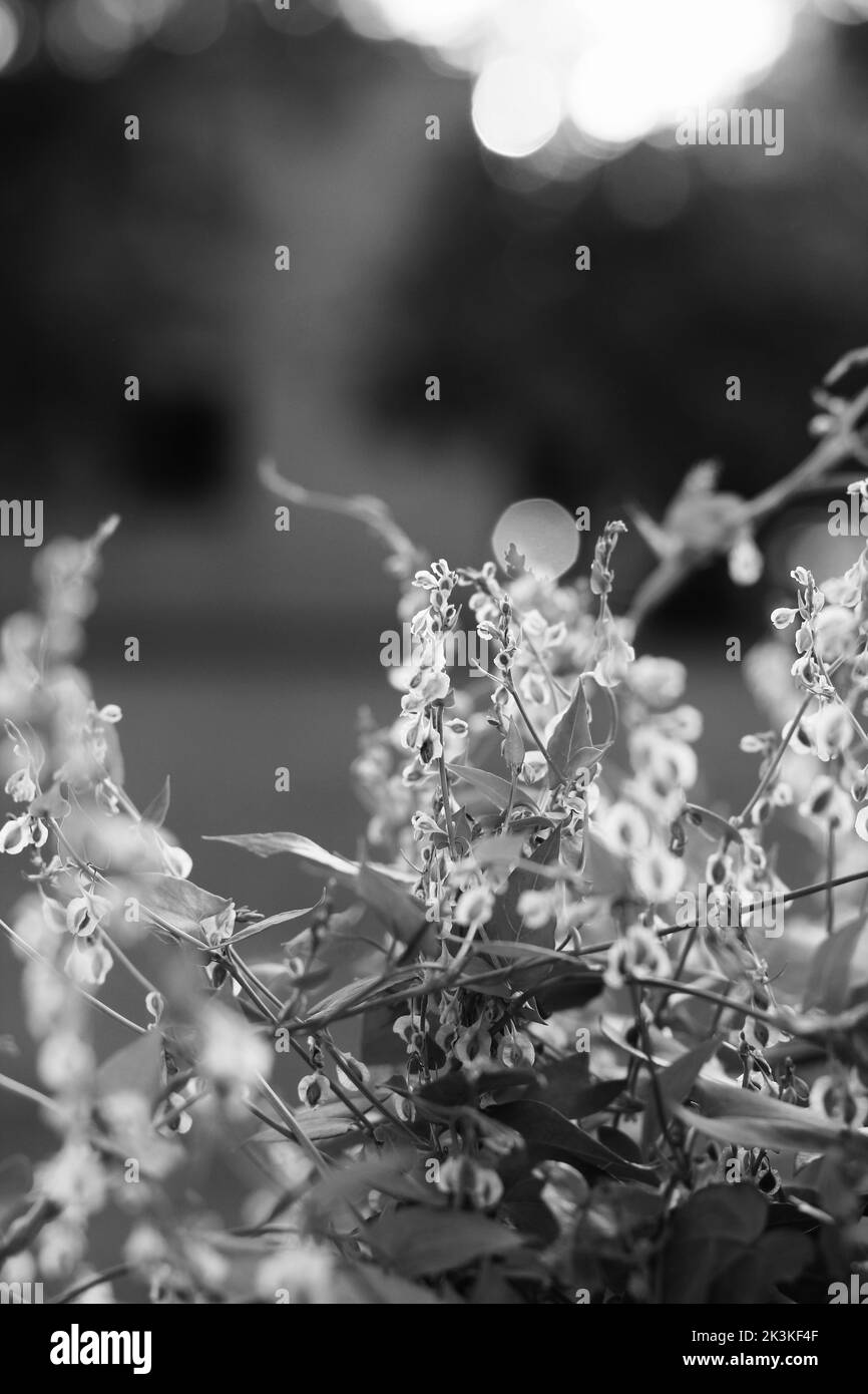 Vine growing on fence Black and White Stock Photos & Images - Alamy