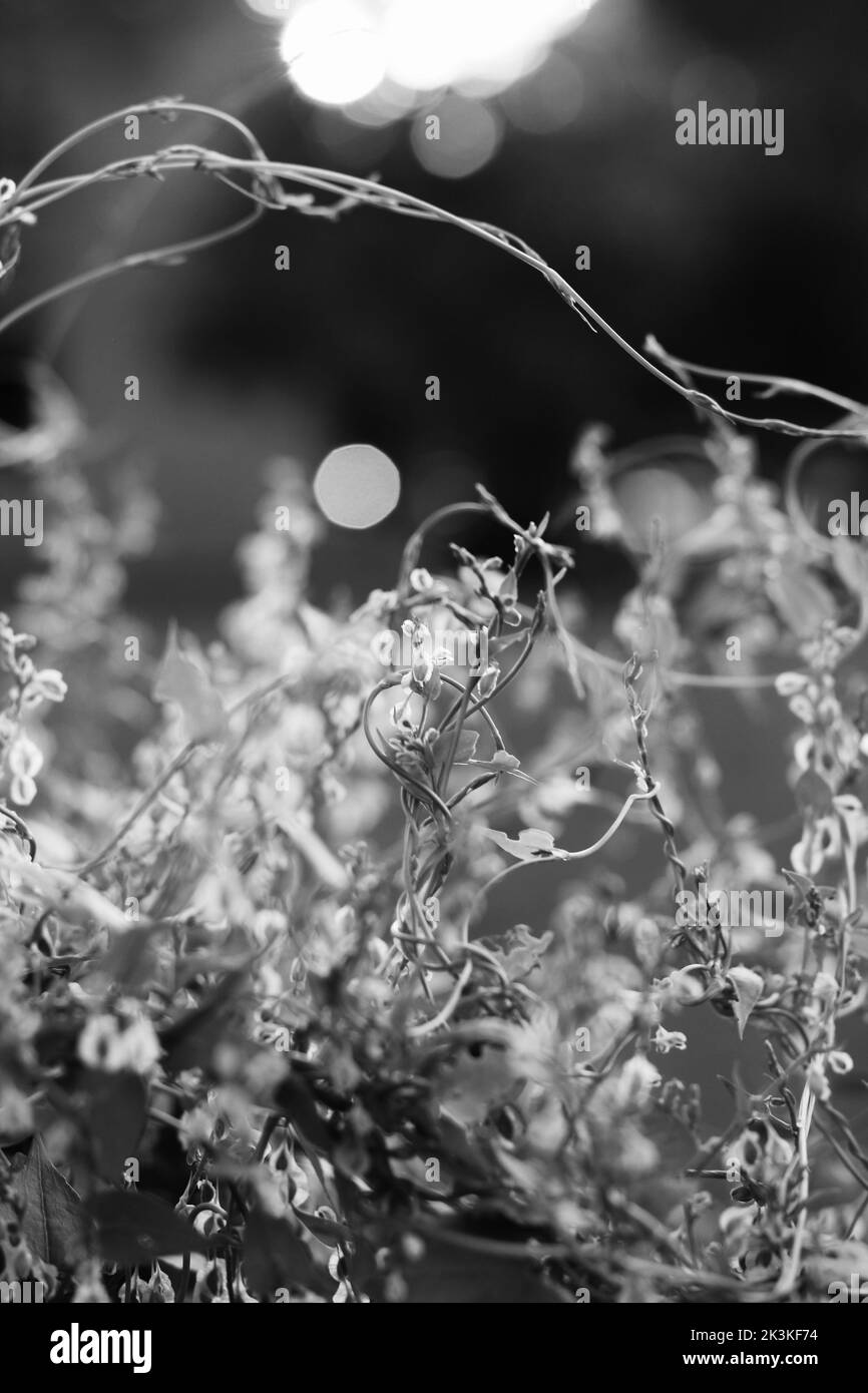 Vine growing on fence Black and White Stock Photos & Images - Alamy