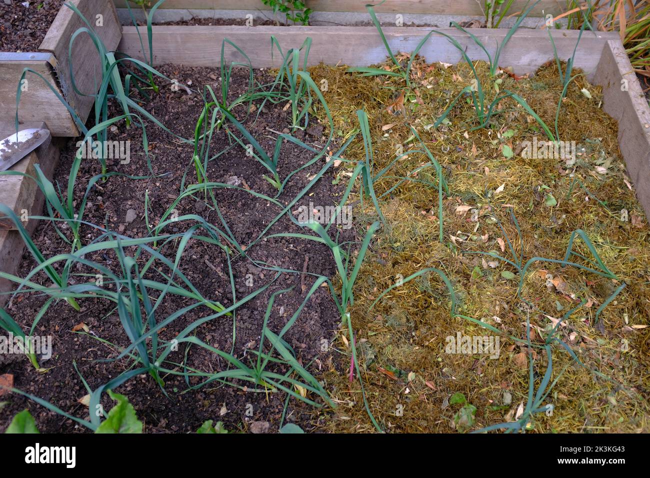 Leeks partly mulched with grass in a raised bed. Stock Photo
