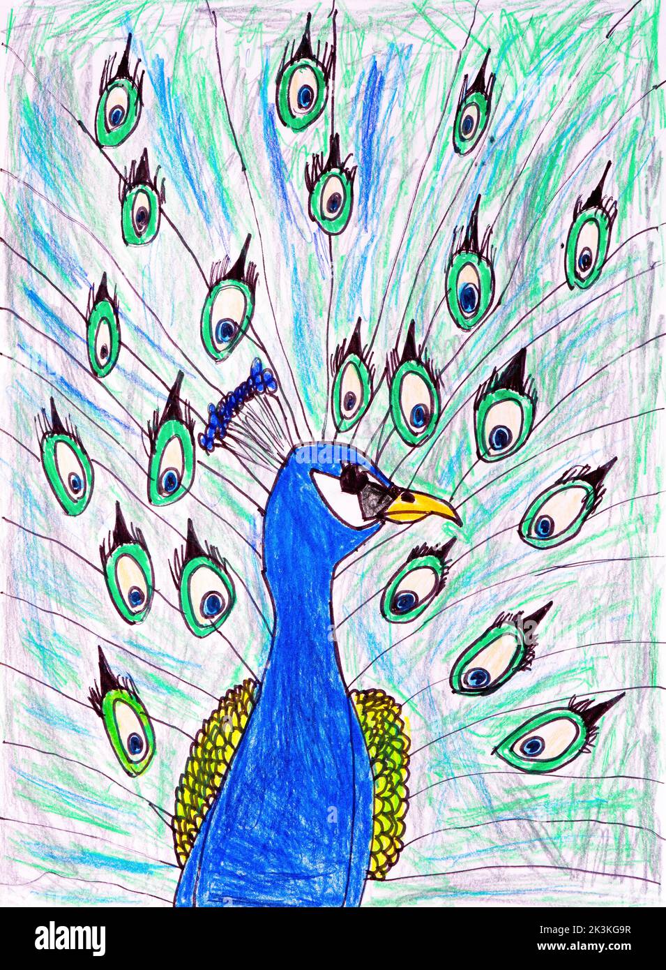A pencil hand drawing of a peacock Stock Photo