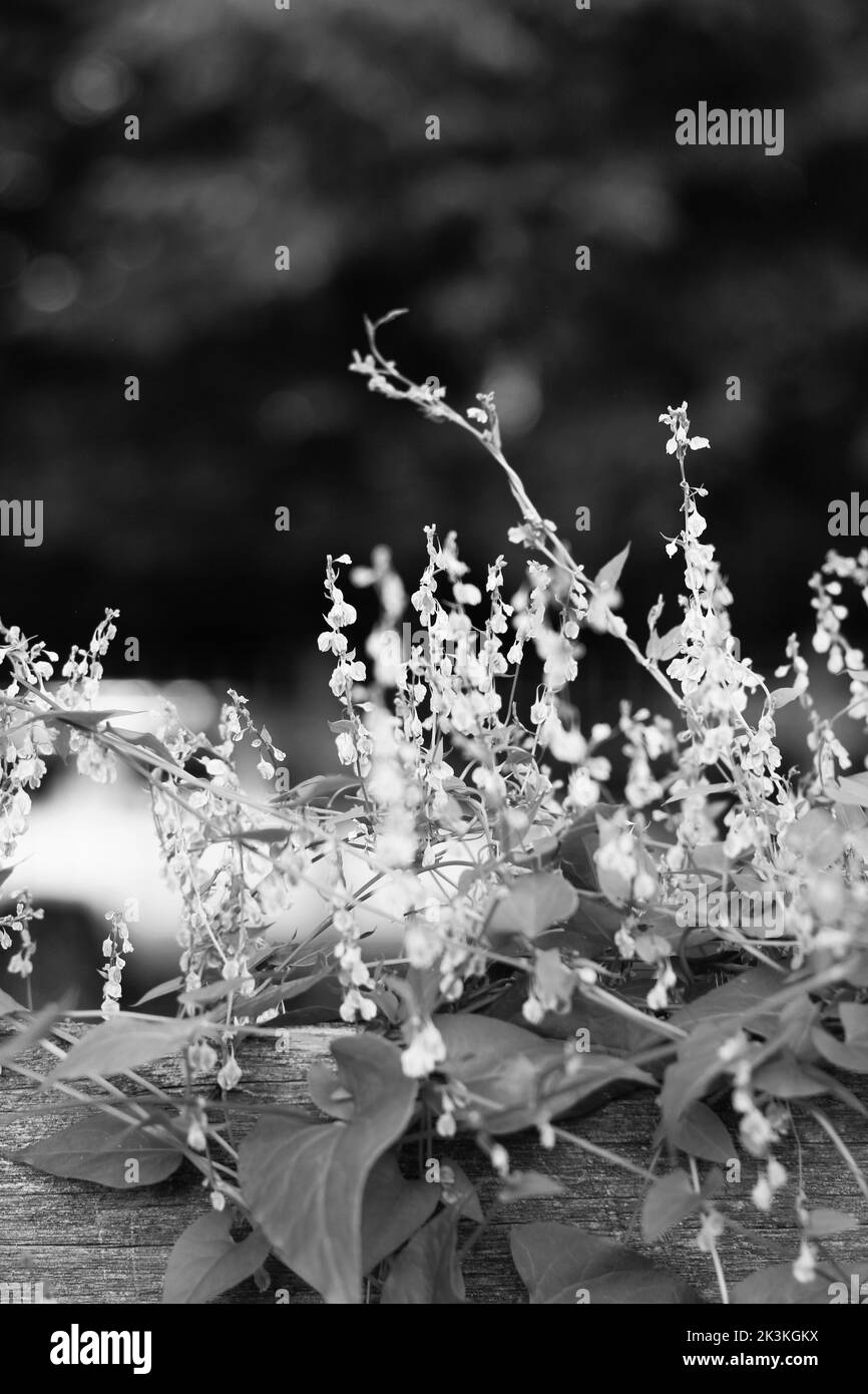 Vine growing on fence Black and White Stock Photos & Images - Alamy